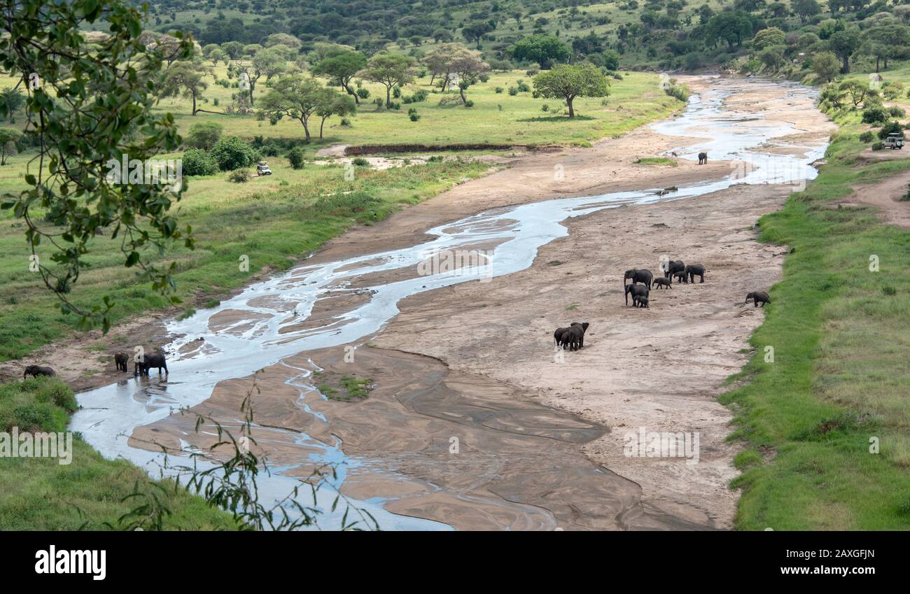 Troupeau d'éléphants sur les rives du parc national de Tarangire Banque D'Images