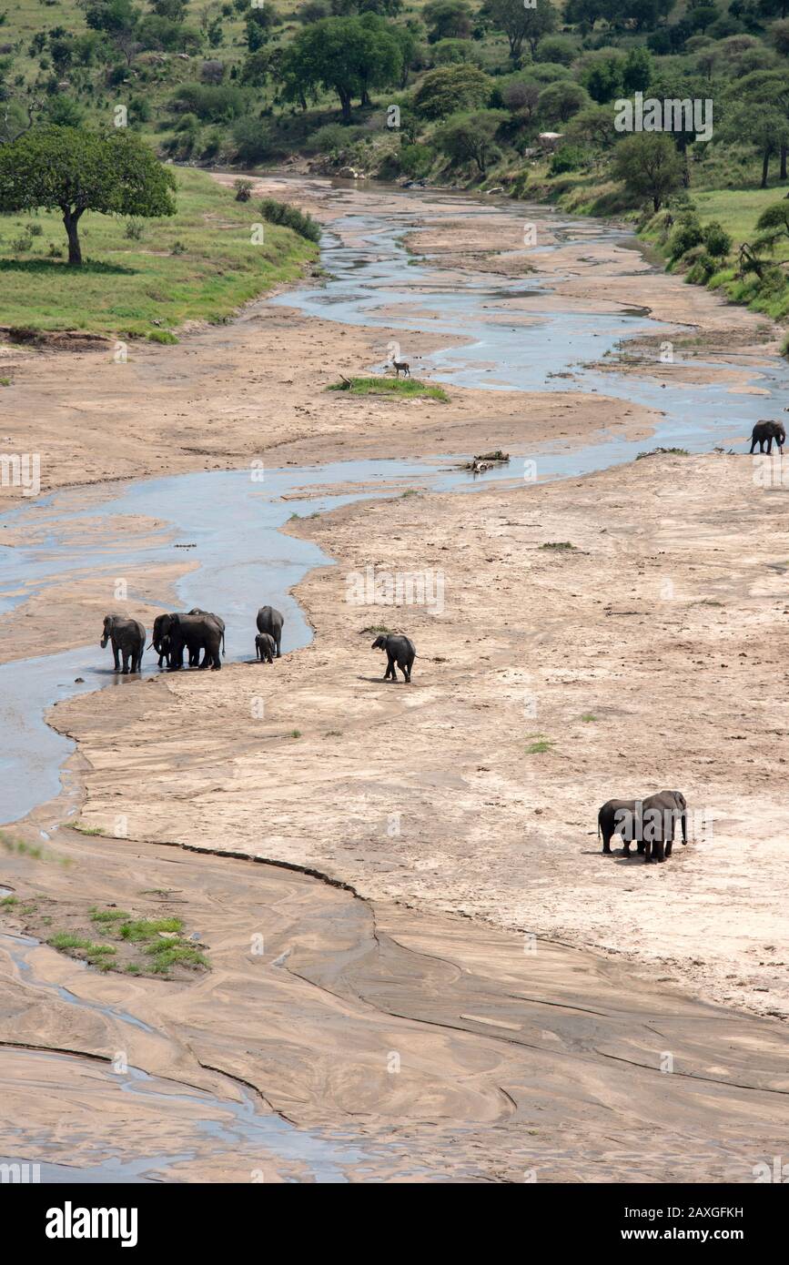 Troupeau d'éléphants sur les appartements de la rivière, parc national de Tarangire. 1 sur 3 Banque D'Images