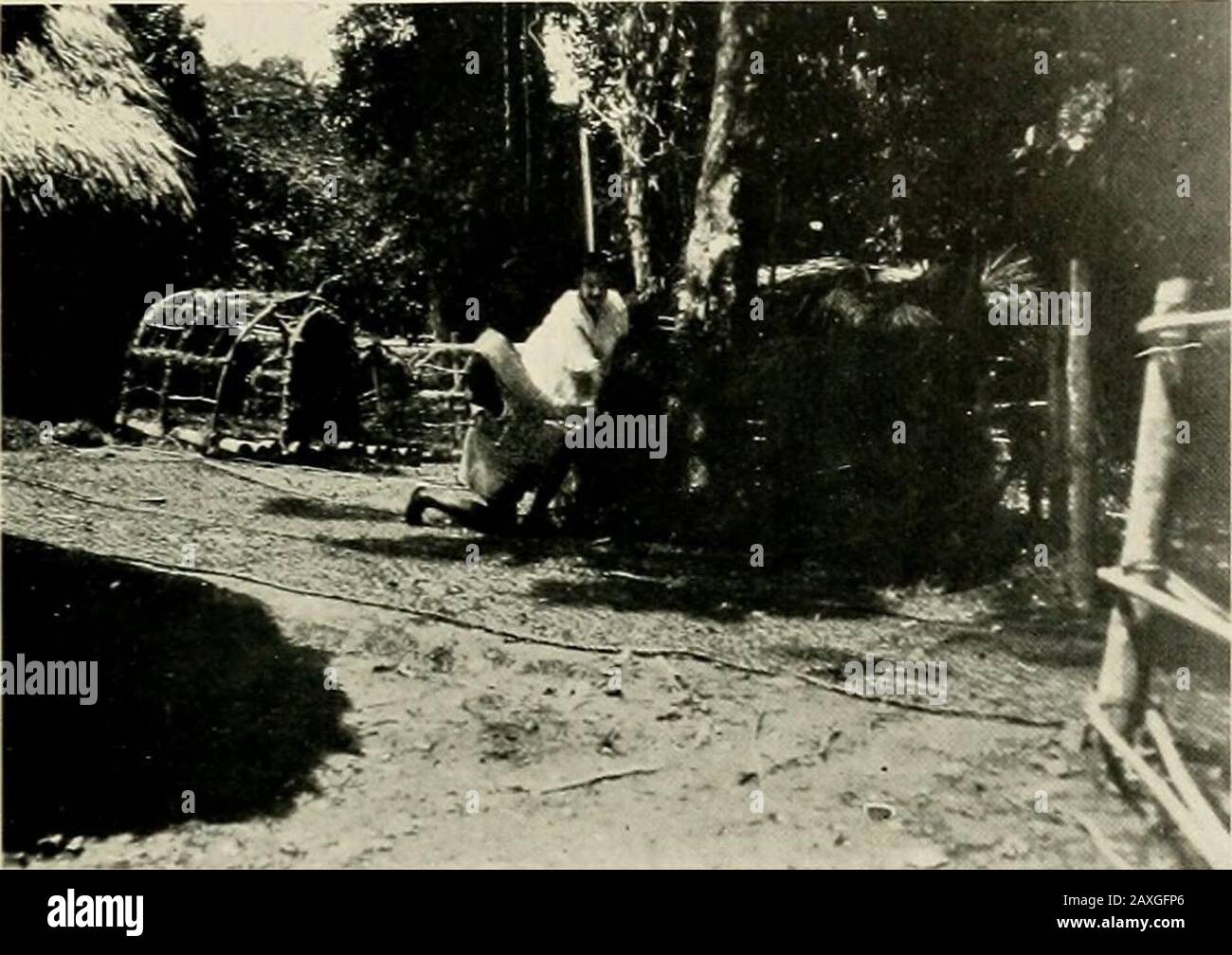 Bulletin de la Société zoologique . Le PREMIER BULL HIPPO CAUGHTPhotographied en Afrique BULLETIN DE LA SOCIÉTÉ ZOOLOGIQUE 883. Construire UN PANIER DE TRANSPORT POUR TRANSPORTER UN panier DE SQUELETTE DE PYGMY HIPPO sur la gauche dans l'un des trous mentionnés ci-dessus. J'ai sentmy garçon rond, et quand il a commencé à piquer dans le trou avec un bâton, un fol-laed de chien réactif, et pas deux yards de moi la tête de l'animal beaucoup convoité est apparu. J'ai toujours une voiture-ried mon fusil à éléphant. Comme ma photo a fait des coups de feu dans la forêt, un des animaux les plus rares de la faune africaine était devant moi. Mon camp était loin dans la brousse, et je regrette vivement mon ha Banque D'Images