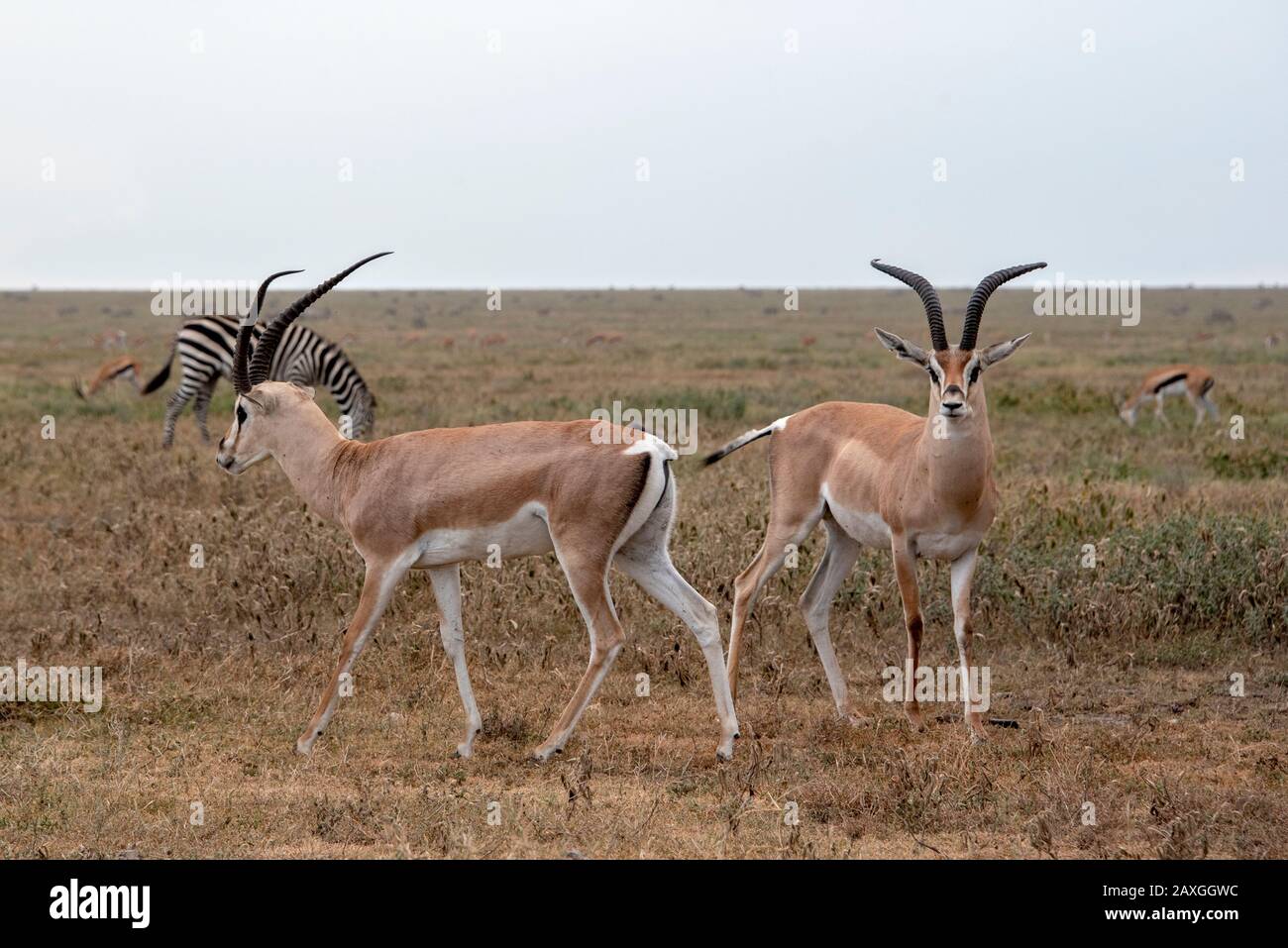 Gazelles de Grant partageant la savane avec un troupeau zébré. Banque D'Images