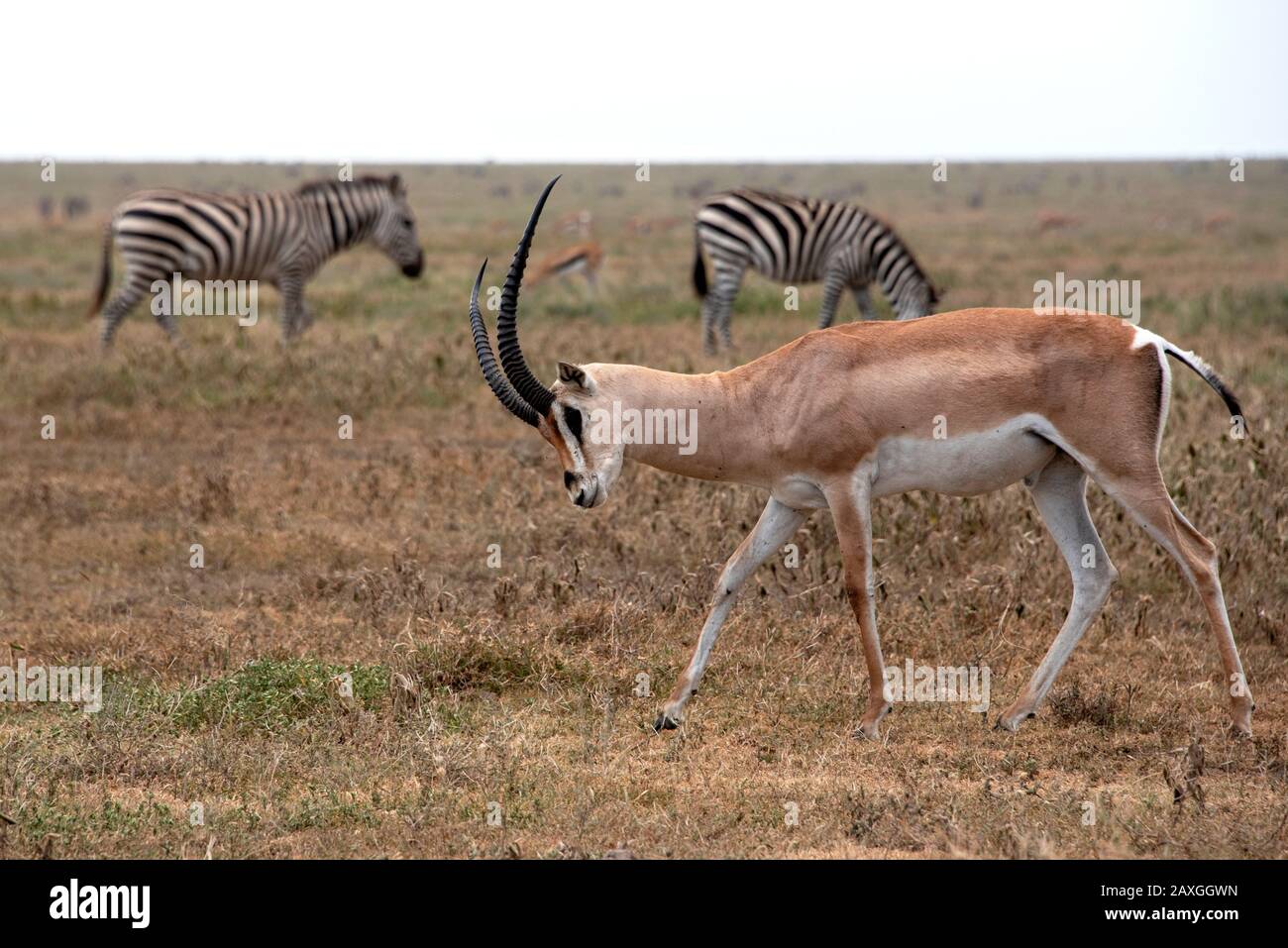 Belle Gazelle Banque De Photographies Et D images Haute R solution belle-gazelle-banque-de-photographies-et-d-images-haute-r-solution