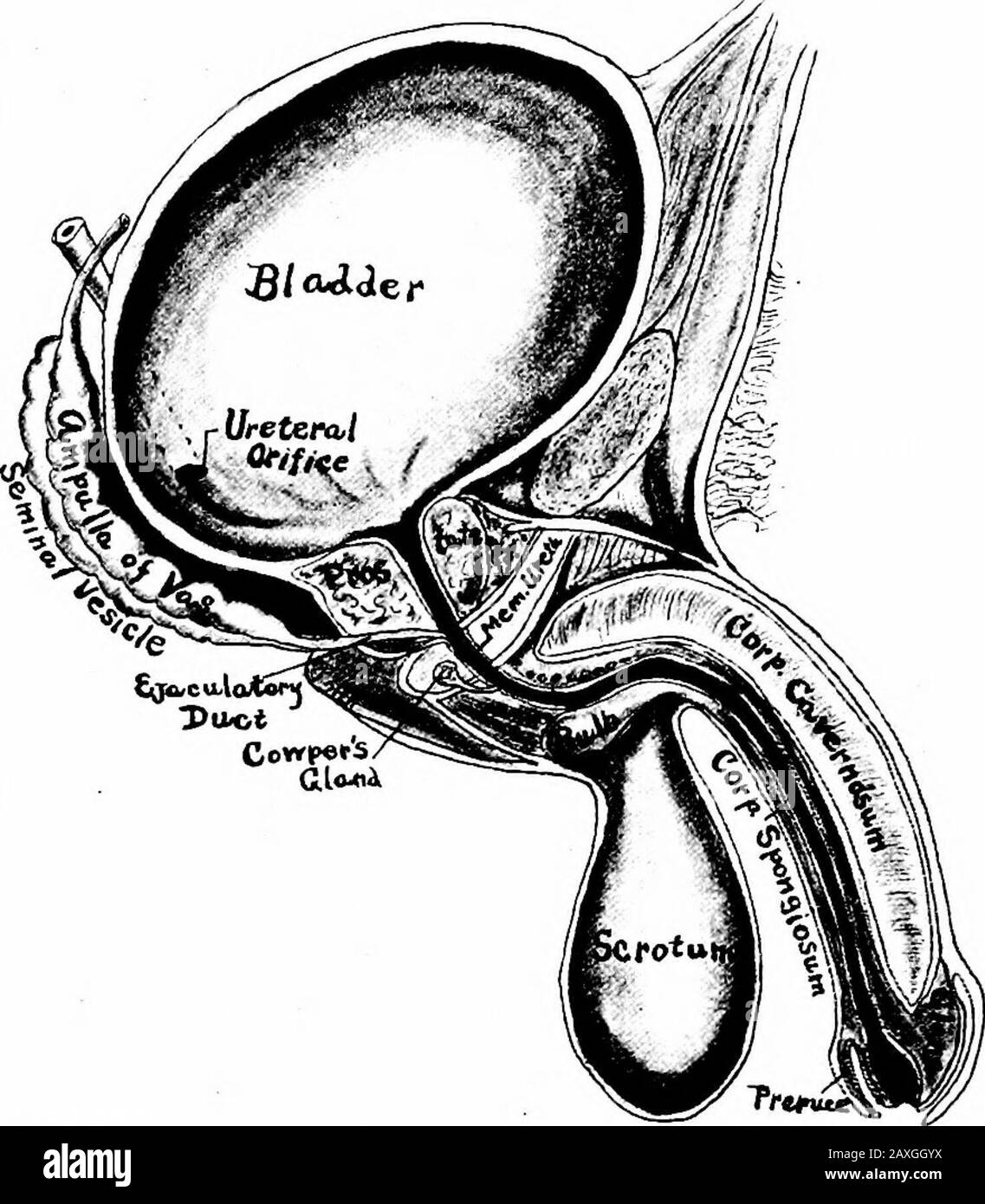 Un manuel d'anatomie . du disque entre la première et la seconde vertèbre lombaire il continue comme l'ureter approprié. L'uretère correct est un petit tube d'environ 4 mm d'épaisseur et 10 à 12 pouces (25 à 30 cm.) de longueur. Il s'étend de la limite supérieure de la seconde vertèbre lombaire à la vessie. La première partie {parsabdominalis) se trouve dans la cavité abdominale et correspond presque à la ligne médiane. La seconde moitié [pars pelvina) se trouve dans la cavité de pel-vic. Quand il atteint la vessie, il entre structureobhquely et se produit pour près d'un pouce (2,5 cm.) entre les manteaux mus et mucus. Son Banque D'Images