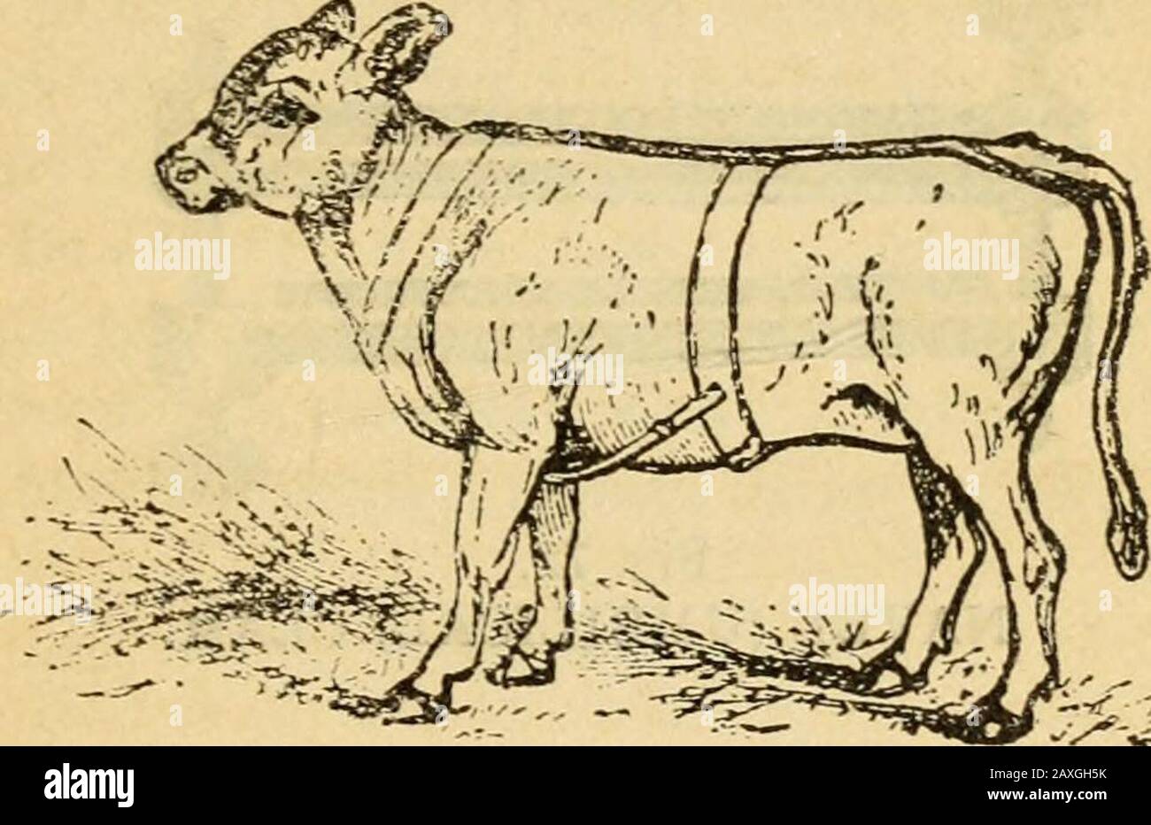 Hernie Chez Les Animaux Banque D Image Et Photos Alamy