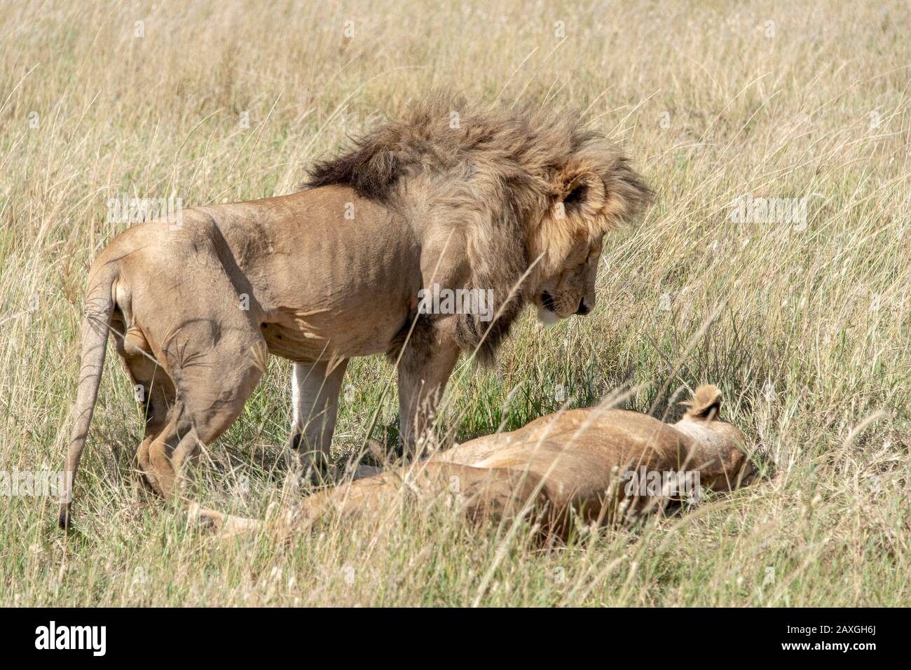 Couple de Lion contraint dans le Serengeti Banque D'Images