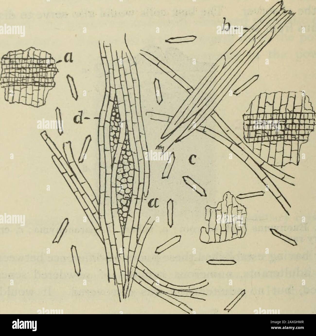Journal américain de pharmacie . C- lift. G. La poudre de Senega a amplifié 75 diamètres ; a, suber ; b, parenchyme ; r,trachée (rarement trouvée dans la poudre no 60). De ce fait, la poudre de senega en poudre n'est pas difficile à fixer m thepure condition. Les dessins accompagnant cet arc sont censés être sclf-cxplana- 438 Senega, Euonymus et Qiiillaja. {^s^pfember, ISST!. Fig. 10. Poudre de Quillaja grossie 75 diamètres; a, rayon médullaire; bybaste; c, cristaux d'oxalate de calcium; d^ tissu sclérotique. Banque D'Images