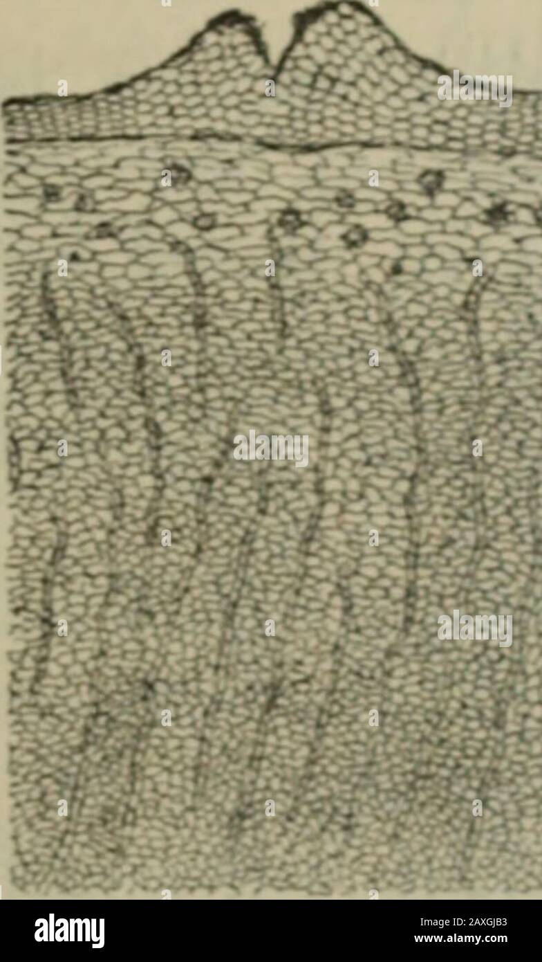 Journal américain de pharmacie . Scjiega, Euonymiis Et Quillaja. 437 avant l'observateur. Les cellules bastes serviraient aussi à distinguer les cheuonymus de la senega. -d Fig. 8. Écorce euonymus de la racine; a, suber ; b, parenchyme ; r, cristal ; t/,rayon médullaire. Après avoir établi ces points de différence entre le sénéga et ses adultérants, de nombreux échantillons de sénéga en poudre ont été examinés, mais aucune adultération n'a été découverte. Il semblerait que A. Banque D'Images