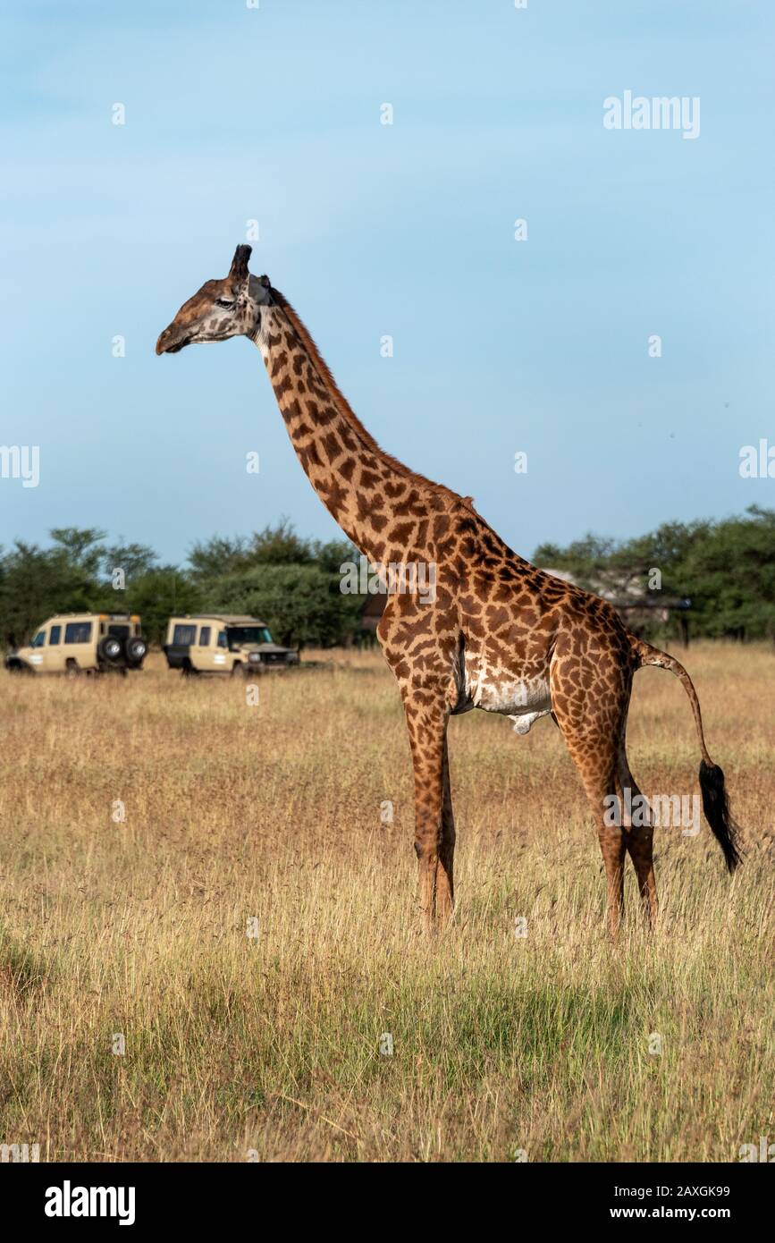 Girafe Masaï Banque D'Images