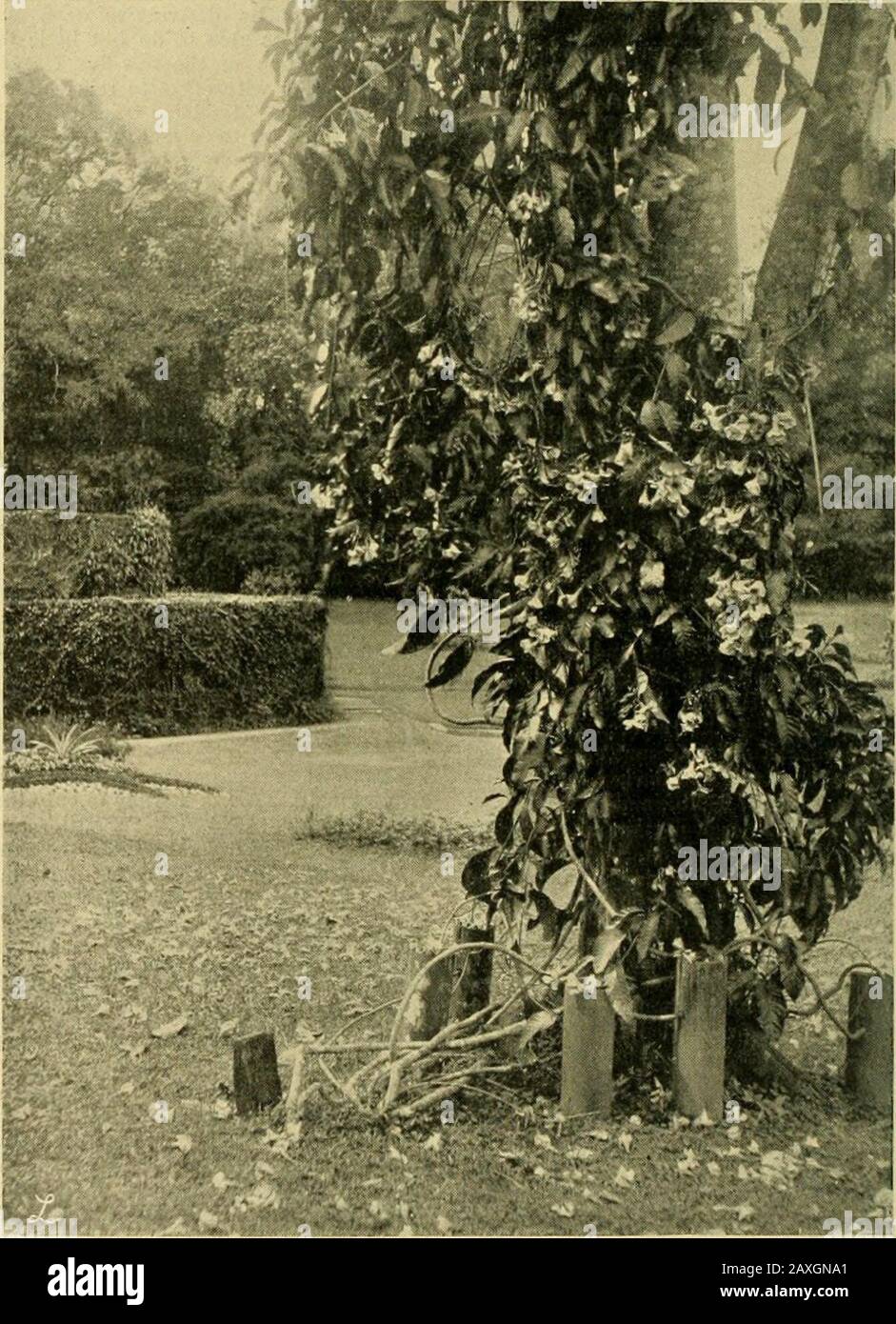 La chronique des jardiniers : une revue illustrée hebdomadaire de l'horticulture et des matières apparentées . a toujours été rare, bien qu'elle ait été occasionnellement importée depuis qu'elle a d'abord apaaredin fleur aux Jardins botaniques de Liège en 1855, la plante ayant été recueillie à Caracas. Itcultive mieux à l'extrémité ombragée d'une intermediatehouse. Cattleya WARSCEWICZII ALBAMUESSERS VARIETY.A inflorescence à deux fleurs d'une fine forme de la rare et belle variété blanche de Warscewiczii var.. Fironin Lambeau, mais la lipais plus long et plus sertie, et l'examen étroit montre une légère rougeur, comme celle sur une perle, sur le th Banque D'Images