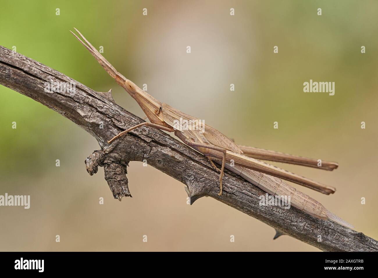 Sauterelle verte Acrida ungarica à Krk, Baska, Croatie Banque D'Images