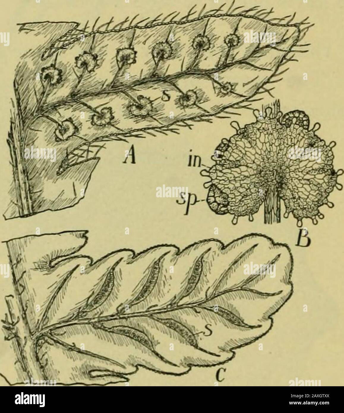 Nature et développement des plantes . ; cr,région corticale. les ouvertures de certains districts tropicaux sont les fougères arborescentes avec des éerecttiges d'apparence de palmiers qui lèvent leurs grandes fougères de 30 à 50 pieds dans l'air. Les faisceaux vasculaires sont de 294 SPORANGES de FILICALES de type concentrique (Fig. 221) et forment généralement un filet creux dans la tige (Fig. 220, x). Certaines cellules du cortex andpith sont souvent modifiées en renforçant les cellules du stéréome (Fig. 221, st). Les racines se trouvent près de la base des feuilles, et l'intérieur des fougères de l'arbre forme une couche épaisse semblable à un tapis sur les tiges. Ils sont d'origine Banque D'Images