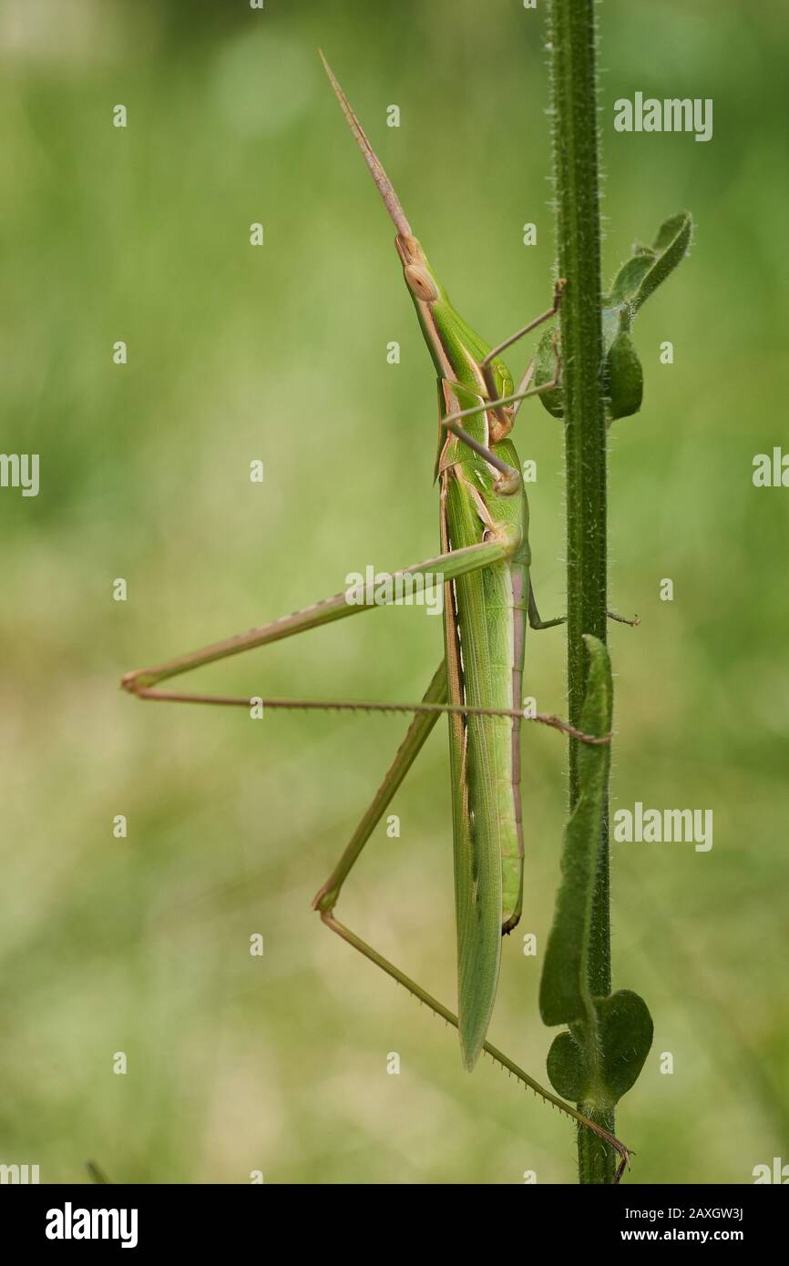 Sauterelle verte Acrida ungarica à Krk, Baska, Croatie Banque D'Images