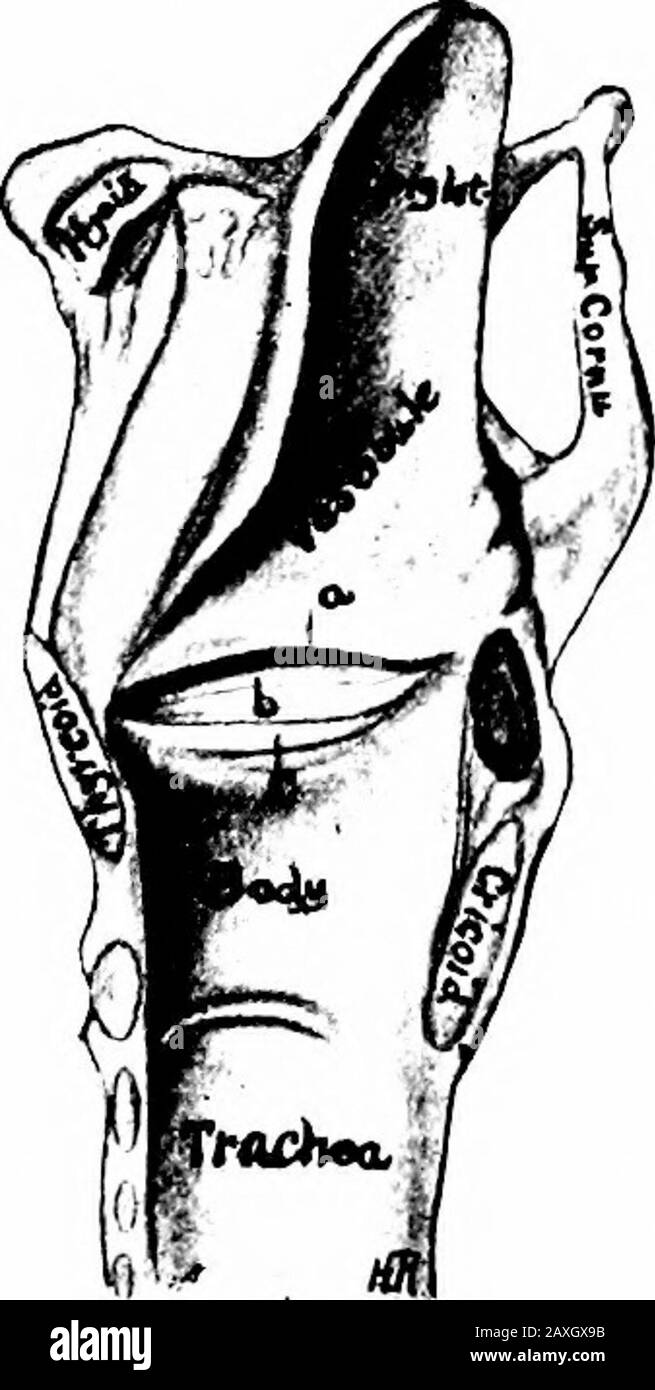 Un manuel d'anatomie . out, donnant ainsi lieu à des ligaments subsidiaires. C'est ici que le larynx est ouvert en cas d'obstruction de la glotte. L'intérieur du larynx (cavum laryngis) est noué par une mucomembrane. À l'extrémité supérieure du larynx se trouve l'ouverture supérieure {adiitus laryngis) qui est triangulaire dans l'outhne avec son basat l'épiglotte et son apex aux apex des cartilages aryténoïdes. L'ouverture s'étend vers le bas et vers le bas et est délimitée par les plis aryepiglotte. Une courte distance sous l'apertureest vue les bandes vocales. Il y en a deux de chaque côté; Banque D'Images