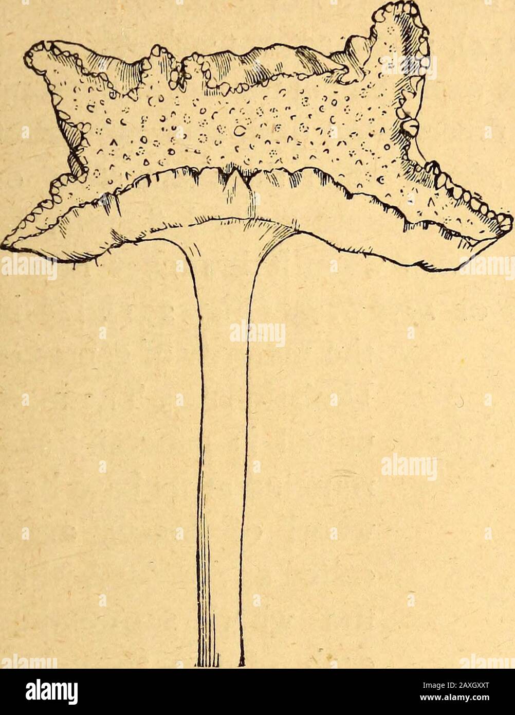 Texte-livre de botanique structurel et physiologique . Fig. 215.—I. Section longitudinale à travers l'hypanthodium d'une figue, exposant les théfleurs à l'intérieur; II apiece fortement agrandie, avec cinq fleurs femelles;^ pistil; b perianth. Forme externe des plantes, 119 habituellement imbriquées (Fig. 219). Dans de nombreuses plantes (surtout Composit3e) dans lesquelles les fleurs sont disposées en capitula,. Banque D'Images