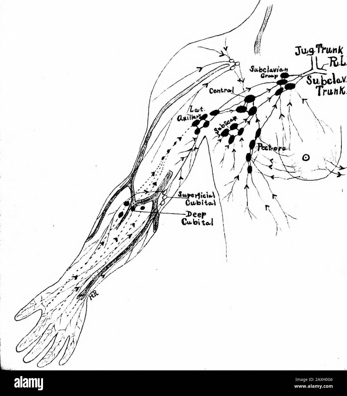 Un manuel d'anatomie . nœuds de lary et le groupe sous-clavière et même à des nœuds profonds du col de l'utérus. (6) les nœuds axillaires ventrales ou pectoraux (deux à quatre) le long de la bordure inférieure du muscle principal pectoralis du thhdto des sixième espaces intercostaux; ils reçoivent la lymphe de la partie théo-complète des wahs thoraciques ventrales et latéraux au-dessus du theumbilicus et des deux tiers latéraux de la glande mammaire. Les Théirefferents passent aux nœuds centraux, latéraux et sous-claviens. (C) les nœuds axillaires dorsaux ou sous-scapulaires se trouvent sur la paroi dorsale de l'axilla près de l'artère sous-scapulaire. Le Banque D'Images