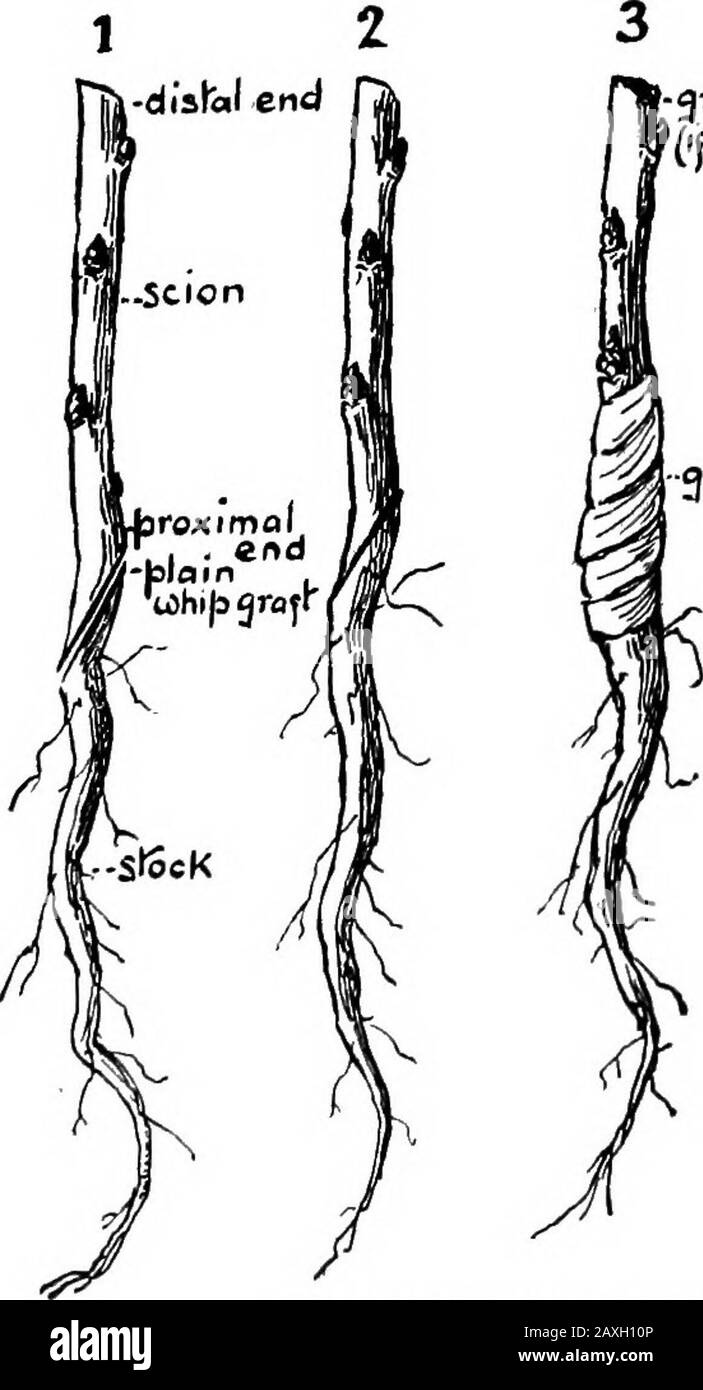 Comment rendre la maison et la ville belle, préparé pour aider ceux qui veulent faire des maisons attrayantes et de belles villes . dans un papier ciré ou huilé. Keepin un endroit frais humide jusqu'à ce que nécessaire. Lorsqu'il est utilisé, il ne doit pas être coupé en bandes d'environ un quart de pouce de large. Il y a 78 FAÇONS DE FAIRE DE LA MAISON plusieurs méthodes simples de greffe de racine; trois, Whipgrafting, greffe de langue, et greffage de selle, seront ex-plained. Dans chaque cas, il est nécessaire de faire coïncider les tissus de croissance (couches de cambium). Si ce n'est pas le cas, les deux ne parviendra pas à s'unir. Ce tissu de croissance, ou cambium layeris juste à l'intérieur de l'écorce intérieure. B Banque D'Images