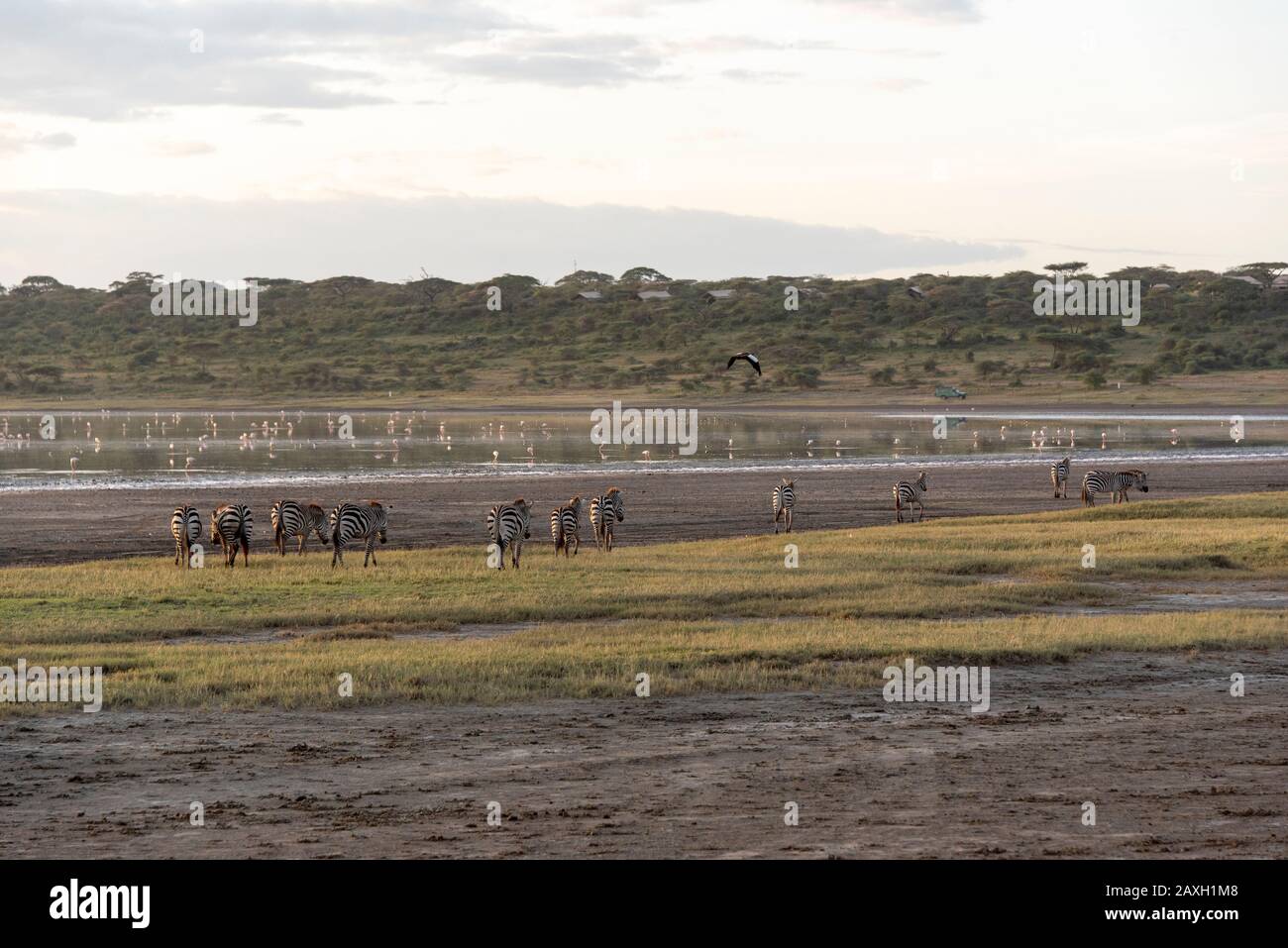 Troupeau zébré sur une lente promenade au soleil du matin, jusqu'à l'eau au lac Ndutu. Banque D'Images