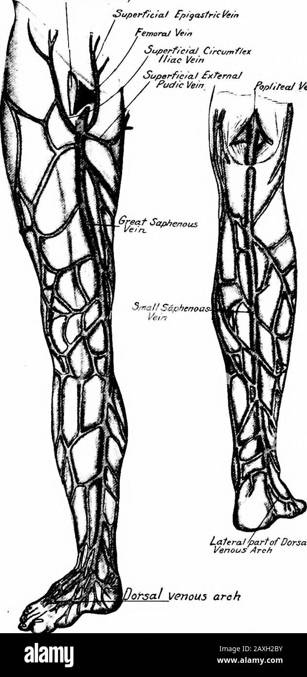 Un manuel d'anatomie . s'informe dans les oreillettes droite du cœur. Son cours est vertical et sa moitié inférieure est garrot péricarde. En plus des veines innominées, il alsoreceives la veine azygos majeure. Les veines superficielles de l'extrémité inférieure sont les grandes et petites veines saphènes. La grande veine saphène (veine saphcna magna) commence à la voûte veineuse dorsale formée par les veines numériques dorsales du pied. De la partie médiane de cette voûte plantaire, la grande saphène passe devant le malléolus médial, le long de la marginale du tibia à l'arrière du condyle médial de Banque D'Images