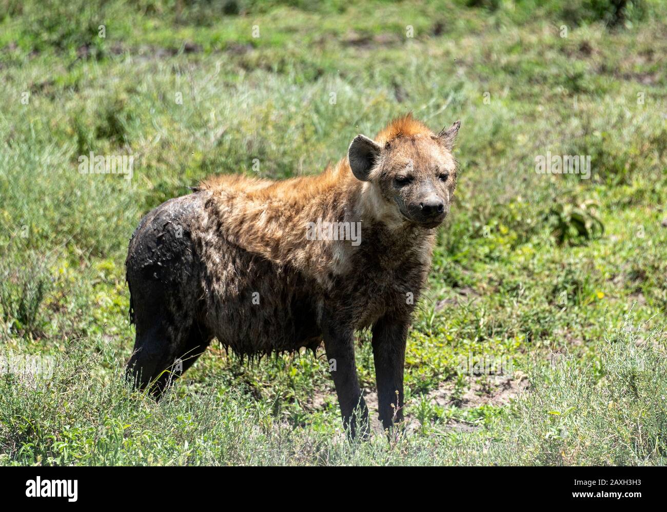 Hyena à pois se rafraîchissant dans la boue tout en vérifiant ce qui peut être dans le menu pour le dîner. Banque D'Images