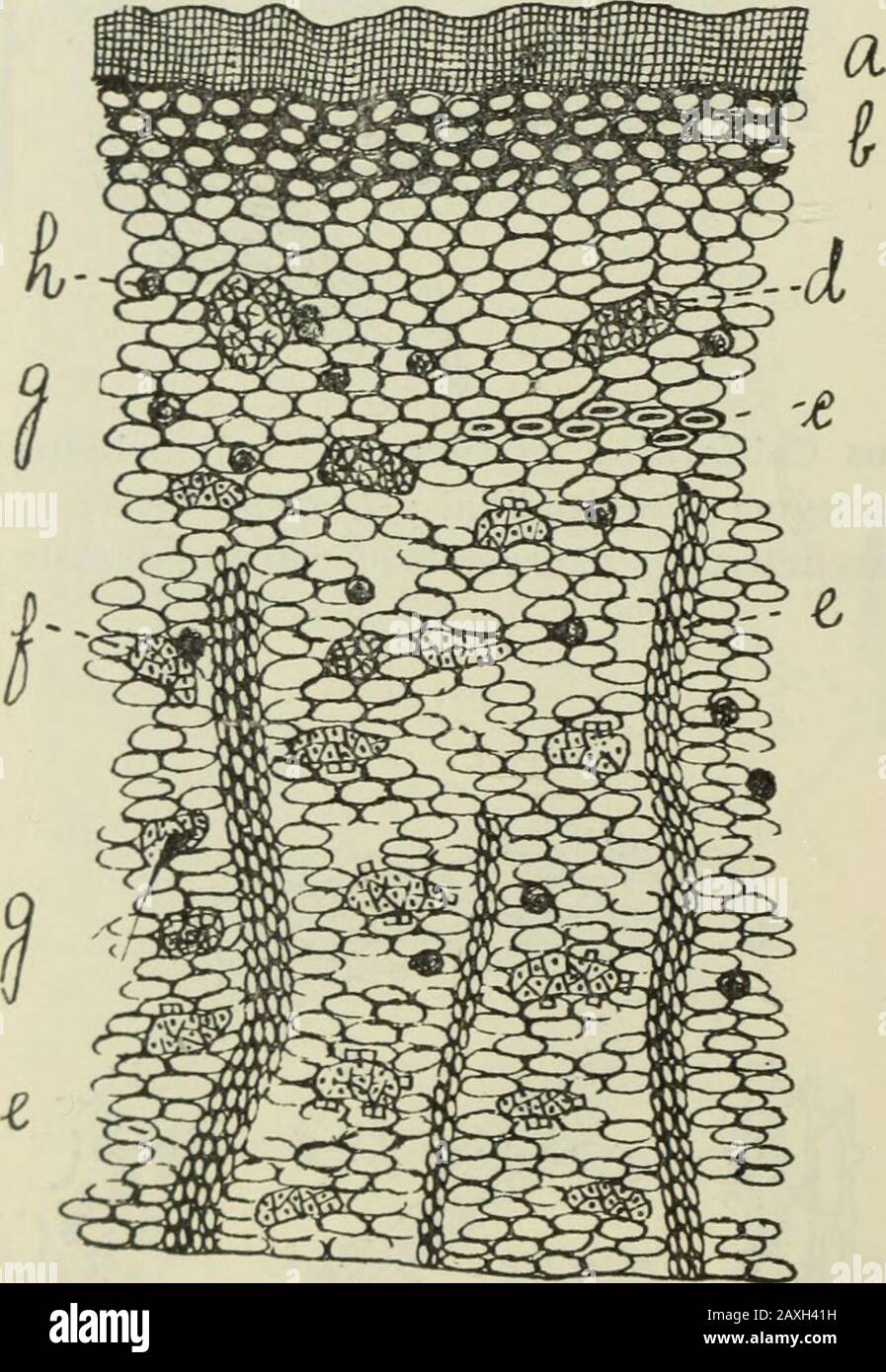 Journal américain de pharmacie . Fig.^. 6, Rhamnus Frangula, poudre. /?, collenchynia; &lt;, sclérenchyme(cross); rsclenchyma (longitudinale); e, rayon médullaire; /, faisceau de baste;^,parenchyma; h, cristaux d'oxalate de calcium. (Am. Jour. Bras. Mars 1897. Semble qu'aucun élément microscopique ne peut être détecté suffisant pour dépendre de comme moyen de distinguer les deux espèces, l'une de l'autre. Cependant, si la poudre est maceratedplusieurs jours dans l'alcool dilué, une différence très marquée peut se benped ; la poudre de Rhamnus Purshiana sera d'une orange Banque D'Images