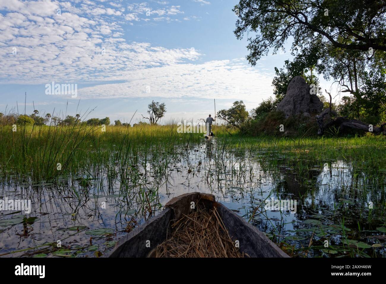 La pointe d'un mokoro en bois, un canot traditionnel utilisé pour naviguer dans le delta de l'Okavango au Botswana Banque D'Images La pointe d'un mokoro en bois, un canot traditionnel utilisé pour naviguer dans le delta de l'Okavango au Botswana Banque D'Images