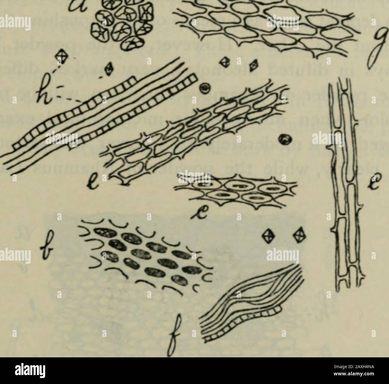 Journal américain de pharmacie . Fig. 4, Rhamnus Frangula, section longitudinale. A, épiderme ; b, collen-chyma ; c, sclérenchyme ; e, rayon médullaire ; /, faisceau de baste ; parenchyme gy ;h, cristaux d'oxalate de calcium. Rhamnus Frangula ne contient pas de cellules de pierre, alors que la RhamnusCalifornie et la Rhamnus Purshiana contiennent un grand nombre d'entre elles, dispersées dans de grands groupes irréguliers sous le liège, et usuallyoutside la région de la bête. La présence ou l'absence de cellsis en pierre très facilement noté par un familier avec les tissus végétaux, et la caractéristique de thisone est suggérée comme un moyen de distinction être Banque D'Images