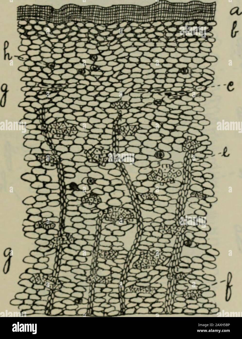 Journal américain de pharmacie . Des Barques De Frangula Et De Cascara. 129 pourrait supposer qu'il est facile de faire la distinction entre eux dans pow-der; mais ce n'est pas le cas; bien que très différent dans ap-pabstention, ils possèdent une structure microscopique ou anatomique très similaire. Les points de similitude peuvent être brièvement indiqués comme fol-lows: (L) rayons médullaires étroits, qui s'étendent presque jusqu'au lejliège, ces rayons dans Rhamnus Purshiana crgijig à leurs extrémités extérieures. Fig. J, Rhamnus Frangula, section transversale. A, épiderme ; b, collenchyme ; r,sclérenchyme ; e, rayon médullaire ; f, faisceau de la bête ; .1^, parenchyme ; / ;, cr Banque D'Images