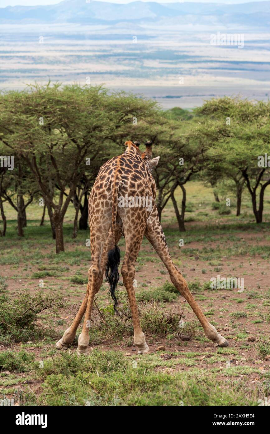 Giraffe étirant ses jambes pour atteindre un repas herbacé Banque D'Images