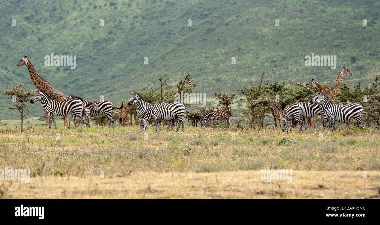 Giraffe et Zebra à l'affût ensemble dans la zone de conservation de Ngorongoro. Banque D'Images