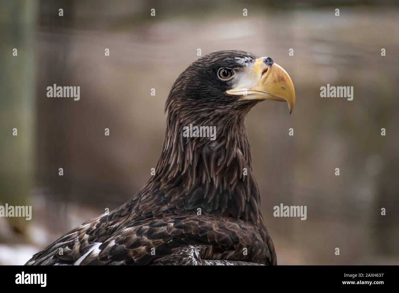 Gros plan Half Body Shot of Steller's Sea Eagle (Haliaetus pelagicus) Banque D'Images