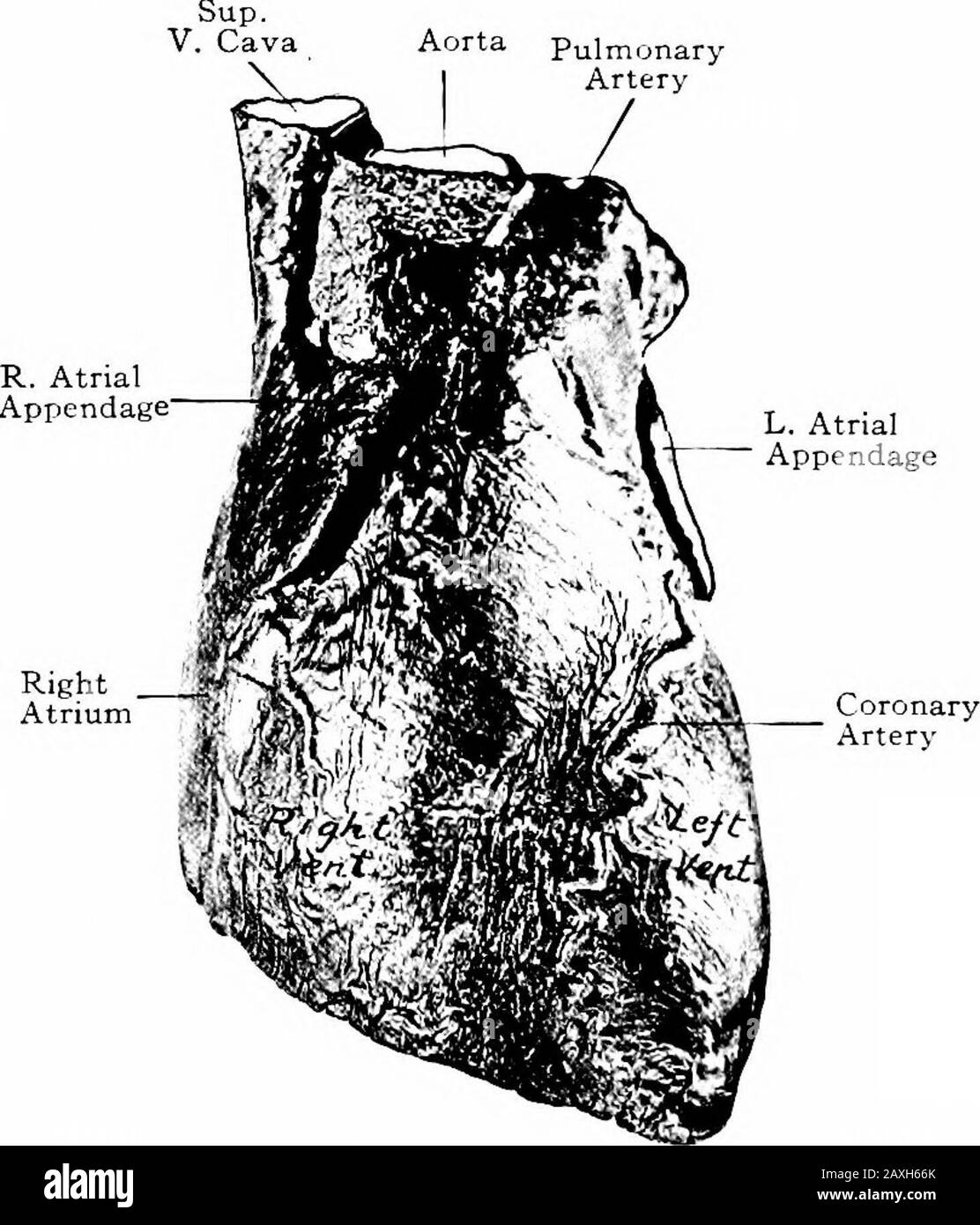 Un manuel d'anatomie . re-courant des nerfs laryngés et sympathiques et de la glande thymus. Le COEUR 215 Le médiastin inférieur est la partie la plus large et est divisé en parties intoventrales, moyennes et dorsales. Les Colles ventrales entre le thésternum et le péricarde contiennent des ganglions lymphatiques, des branches de l'artère mammaire interne et des tissus aréolaires. La partie centrale est la plus grande et est délimitée par le péricar-dium. Son contenu est le péricarde, le coeur, les racines des grandeur et les nerfs phreniques. Le médiastin dorsal se trouve derrière le péricarde. Ses contentssont le thorac descendant Banque D'Images