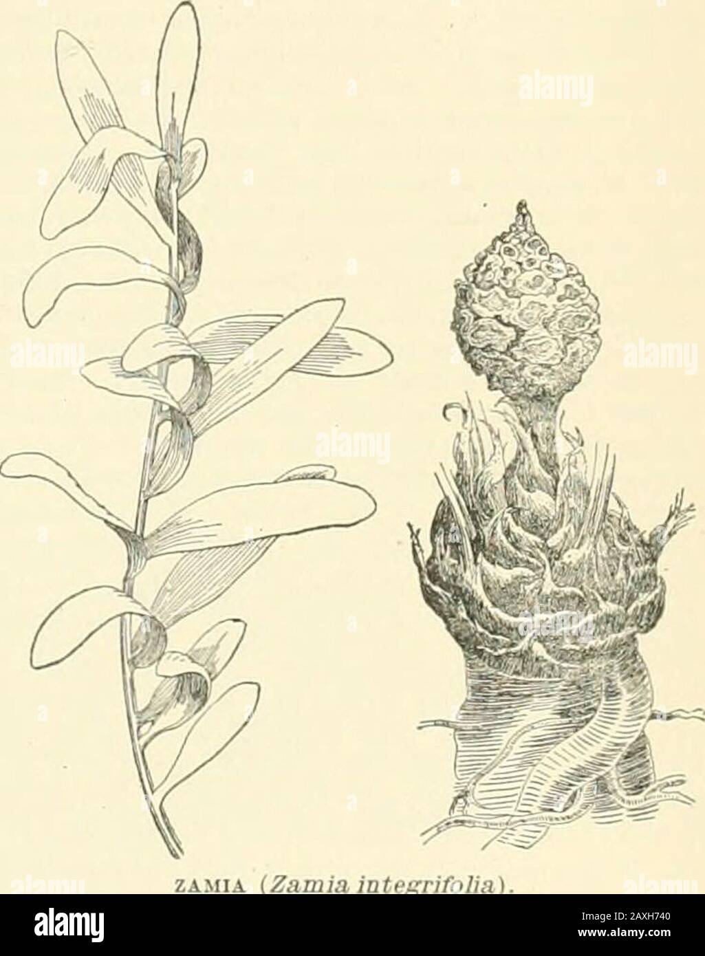 La nouvelle encyclopédie internationale . opu-lation, en 1900. 117,.503. ZAMBOANGA. La plus grande ville de l'île de Mindanao, les îles Philippines, et la capitale de la province de Zamboanga (carte : îles Philippines, G 13). La ville actuelle, construite de nouveau depuis l'occupation américaine, avec une falaise, un fort et un hôpital, est entourée d'une plaine couverte de cococanuts et de ricefields. C'est un marché important pour le chanvre, le copra, et gutta-percha, et est un point général de com-mcntia] entre les eaux des groupes Olcbesand vSuIu et a régulièrement la con-nection de vapeur avec Manille. Son climat est héa Banque D'Images