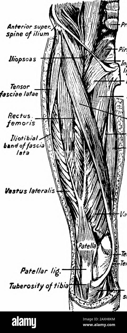 Un manuel d'anatomie . m le tendon de l'adducteur magnus.It est inséré dans la marge médiane de la rotule et le tendon du rectussfemoris et les Ougents capsulaires et latéraux de l'articulation kneejoint. Le M. vastaus intermedius, ou crureus, provient des surfaces ventrales et latérales (deux tiers proximal) du fémur, de l'intermuscularseptum et de l'extrémité de l'aspera hnea et hne menant au condyle thélalatéral. Il est inséré dans les surfaces profondes des trois tendons précédents. 196 MYOLOGY le M. articularis genu, ou subcrureus, provient de la por-tion distale de la surface ventrale de la fem Banque D'Images