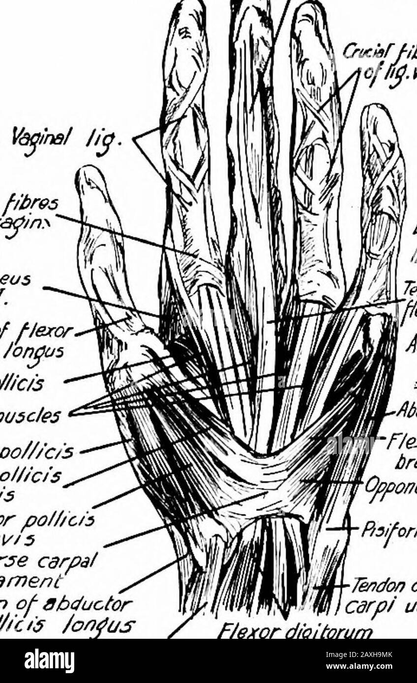 Un manuel d'anatomie . du premier phalanx du deuxième doigt.Le deuxième et le troisième sont insérés dans les côtés latéraux des premiers phalanges des quatrième et cinquième doigts et leurs extensortendons et ligaments capsulaires respectifs. Le mm. Interossei dorsales a.re quatre en nombre. Chacun se pose la tête de bya de chacun des deux os qui ont lié son espace interosseux.le premier est inséré dans le côté latéral du premier phalanx de l'index je vais MYOLOGY doigt et de manière à la pointe du doigt. Action.—l'intermédiaire. Thephalanges son tendon extenseur. La seconde est insérée dans la frége du milieu de la saméthe Banque D'Images