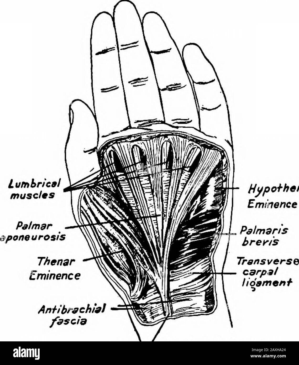 Un manuel d'anatomie . Alimentation.—branche interosseuse de Volar du nerf médian(C. 7, 8, Th. I.). Le M. pronator quadratus provient de la surface ventrale et la marge me-diale du quart distal de l'ulna et le transversélyon qui passe sur l'avant-bras est insérée dans le quart distal de la surface ventriculaire du rayon. Action.—Aide à la pronation de l'avant-bras. Approvisionnement en nerf.—branche interosseuse de Volar du nerf médian(C. 7, 8, E). 188 MYOLOGY MUSCLES COURTS DU POUCE La brevis du M. abducteur provient du tubercle du théenaviculaire et des os plus grands multangulaires et du t Banque D'Images