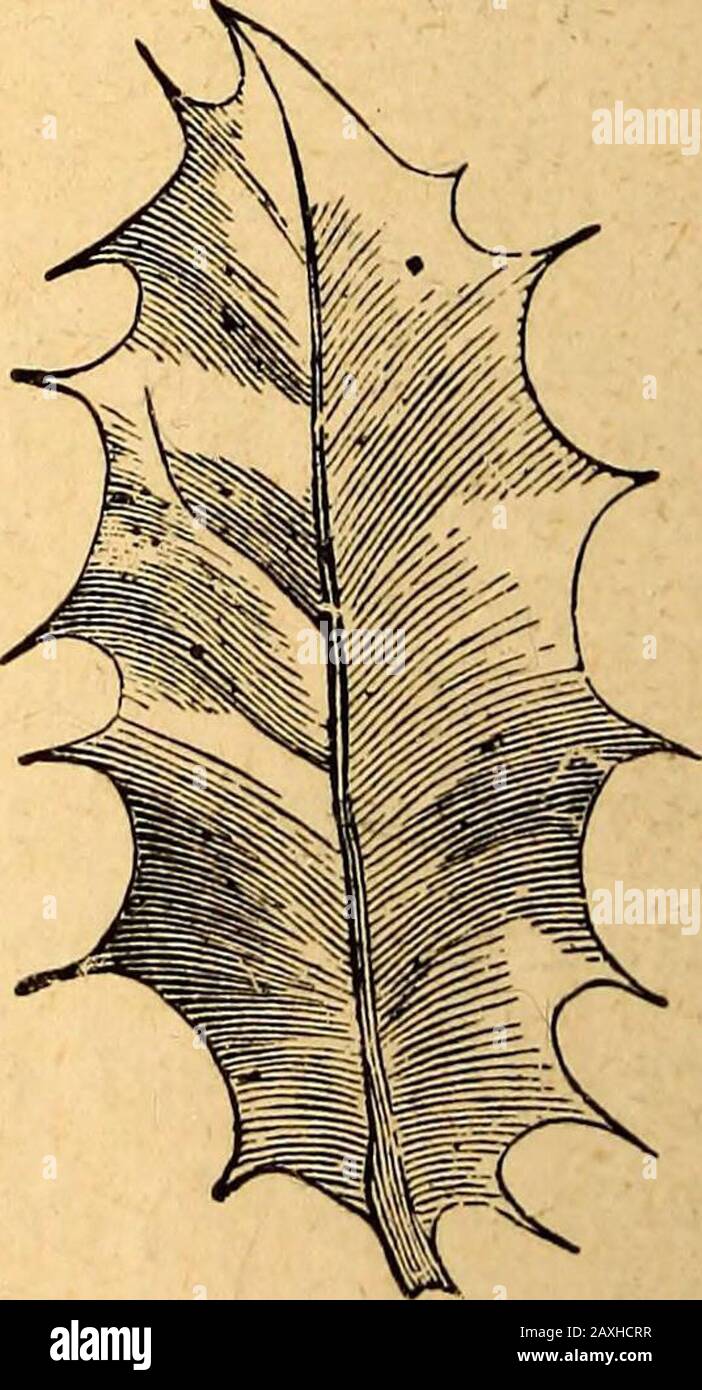 Texte-livre de botanique structurel et physiologique . Fig. 170.—partie du bi- Fig. 171.—feuille Ciliate de l'orme. Le hêtre. Fig. 172.—feuille d'épinage de la houle. Genre, comme dans toutes Les Graminées, Caryophyllaceae, Vinca, &c.]; dentat(Fig. 168) [lorsque les dents sont tranchantes et pointsavec les bords du contre-batteur], serrate (Fig. 169) [lorsque les dents sont la forme externe des plantes. 99 pointu et pointe vers l'avant vers l'apex Hke les dents de la scie]; son err ate {Yg. 170) ; crénate (Fig. 159) [lorsque le theteeth est arrondi à des bords convexes]; ou 7 epend [lorsque la marge est ondulée]. Une feuille est ciliate (Fig. Banque D'Images