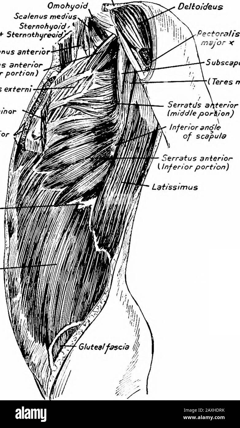 Un manuel d'anatomie . réflexion de l'extrémité médiane du ligament inguinal vers la ligne iliopec-tineal. L'anneau inguinal sous-cutané, ou anneau abdominal externe, s'élève juste au-dessus du tubercle des pubis et traverse la spermaticorde, ou le ligament rond de l'utérus, et le muscle crémaster et LES MUSCLES DE l'ABDOMEN 171 son fascia. Les marges de l'anneau sont appelées la crura et theseare mince. A partir des marges de l'anneau, une fine gaine tubulaire abascia, l'intercolum^iar^ ou le fascia sper?natic externe passe sur le cordon thépersmatique. Le ligament inguinal réflexe des colles Banque D'Images