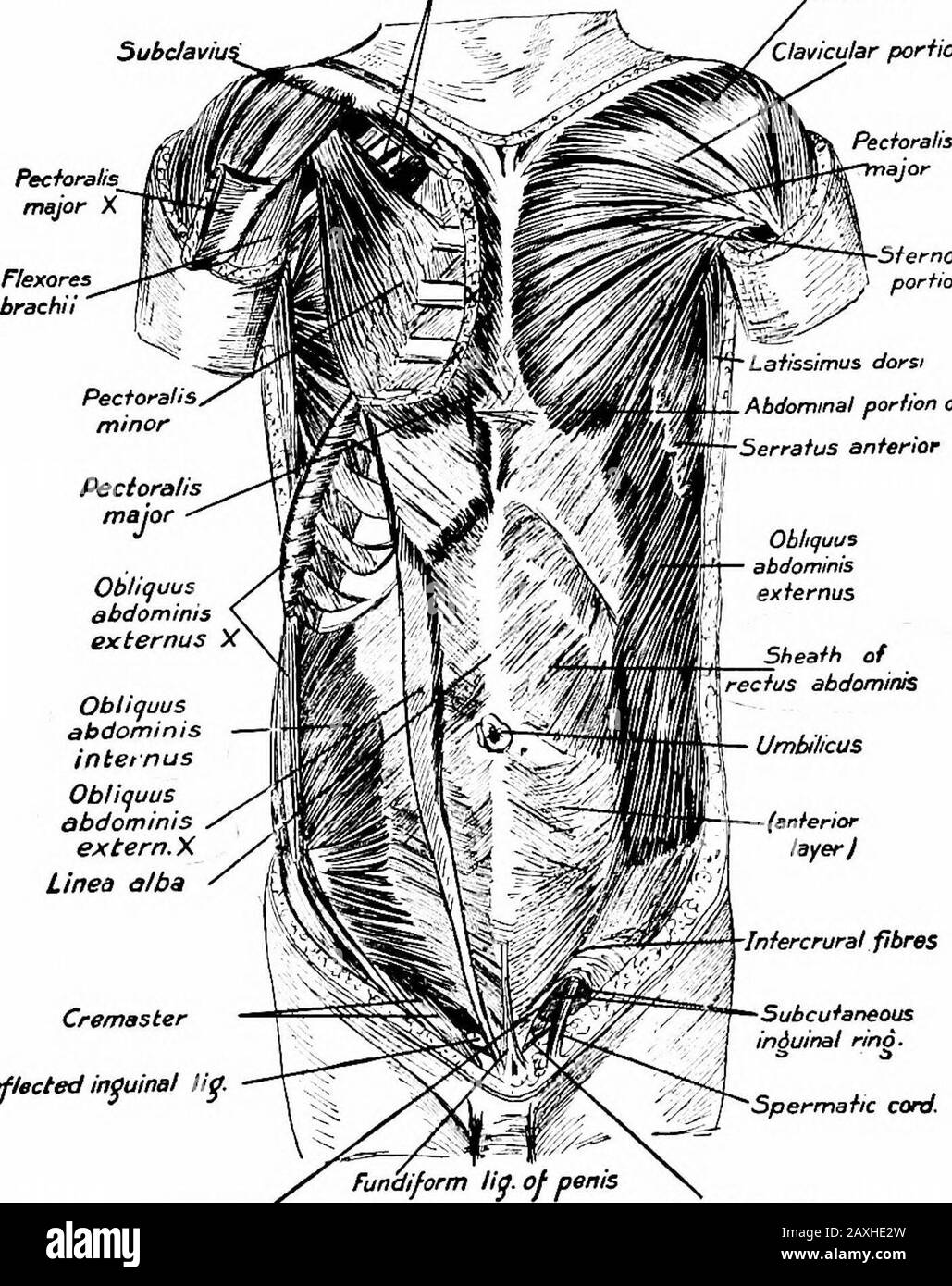 Un manuel d'anatomie . s la cav-ité abdominale et investit certains organes complètement, certains incomplètement et d'autres pas du tout. Le M. obliquus extemus abdominis est large et mince et arisesdes huit côtes inférieures interdigantes avec le mm. Serratusanterior et latissimus dorsi. Il est inséré dans la moitié ventrale de la crête iliaque externe et de l'aponeurosis au moyen de laquelle il est attaché au processus xyphoïde, à la linea alba et à la symphyse lyo MYOLOGY pubis. Cette aponeurosis est étendue formant divers ligamentsand aidant à former le cercle abdominal externe. Le ligament inguinal Banque D'Images