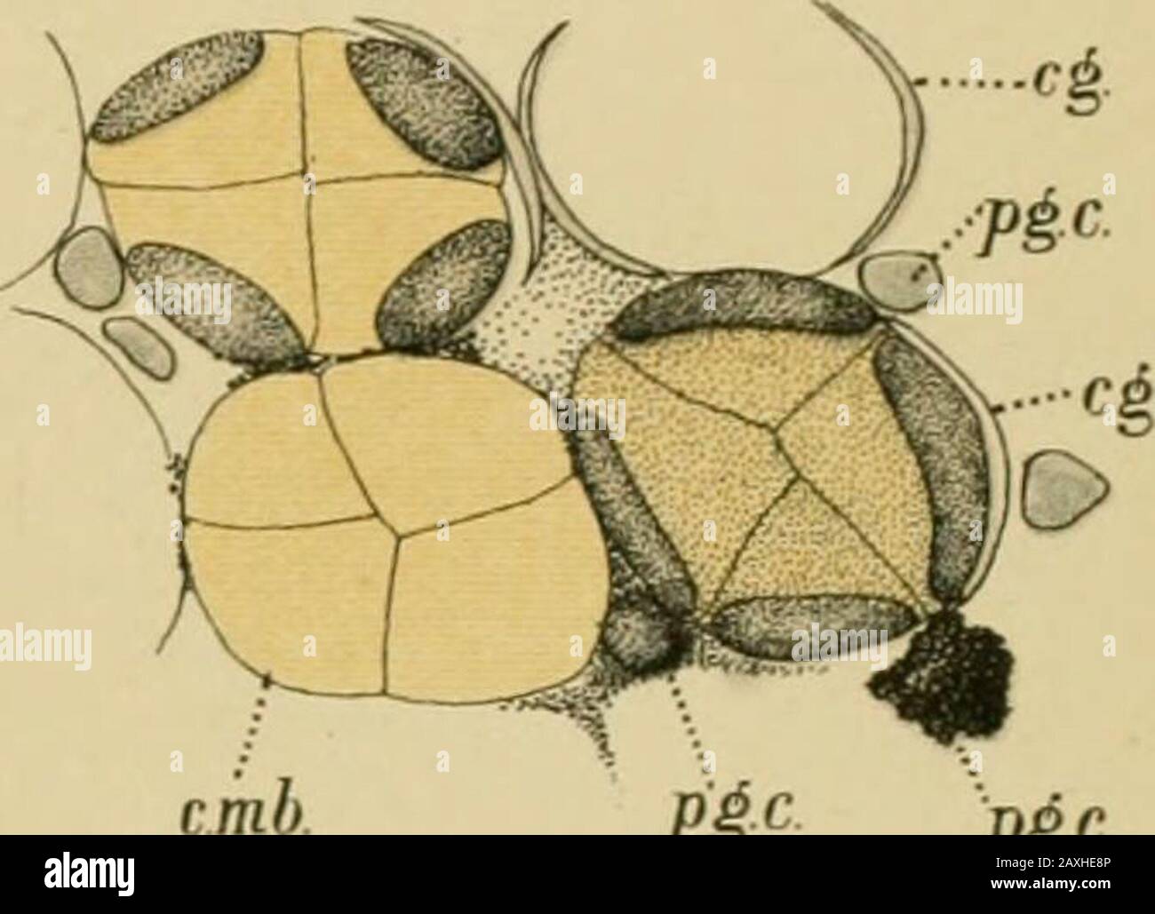 L'embryologie et la métamorphose de la Macroura . 206... Cm Pi^: Pi(^ Pi-c. 208. Banque D'Images