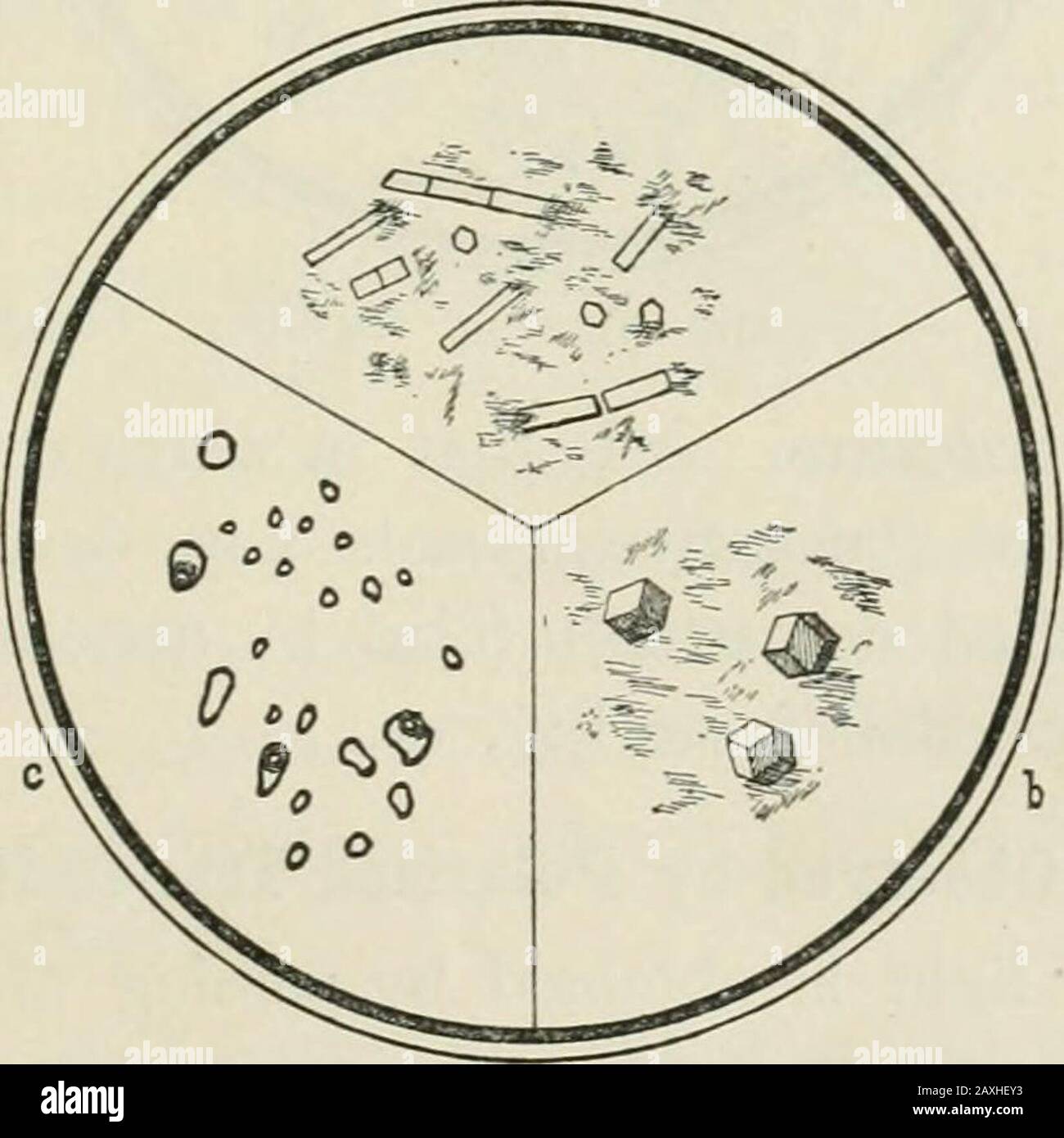 Minéraux dans les sections de roche; les méthodes pratiques d'identification des minéraux dans les sections de roche avec le microscope, spécialement arrangé pour les élèves dans les écoles techniques et scientifiques . abaissement de la lentille de théonensing sous la section. Lorsque des sections montrent des fissures de clivage qui se croisent, c'est souvent le cas. Fig. 14.—Apatite dans le feldspath a. Grenats à quartz, Brantville, CT., n. Les Liquidinclusions de CO, certains montrant des bulles de gaz, dans le quartz &lt;•. Possible de reconnaître le minéral par son angle de clivage connu, asin dans le cas de l'amphibole et du pyroxène. Le recours est parallèle à l'intersection des deux clivages, alors Banque D'Images