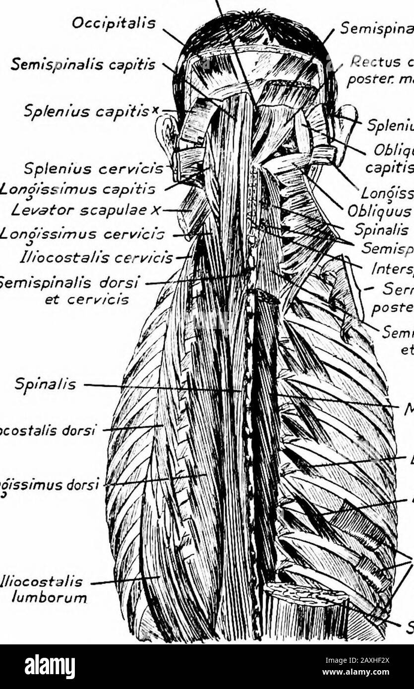 Un manuel d'anatomie . ci-dessous. {SohoUa et McMurrich.) ligaments supraépineux. La partie supérieure est insérée, comme thesplenius capitis dans le processus mastoïde et la ligne nucale supérieure. La partie inférieure, comme la splénius cervicis, est insérée dans les dorsaltubécules des trois ou quatre premières vertèbres cervicales. Actions .—extension et mouvement latéral de la colonne vertébrale.La capite splénius aide à la flexion, à la rotation et à l'élévation de la tête. 164 MYOLOGY Nerf Stipli.-nerfs. -Rami Dorsal de LA quatrième COUCHE thoracique supérieure et cervicale Le M. sacrospinalis, ou erector spinae, est le Banque D'Images