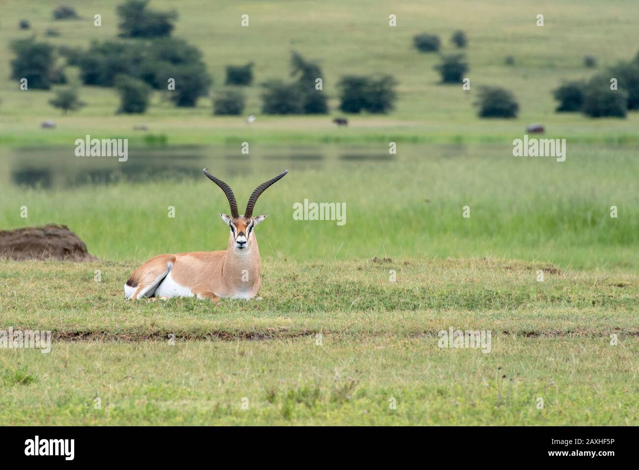 La magnifique Gazelle de Grant. Reposant sur les plaines luxuriantes du cratère de Ngorongoro Banque D'Images