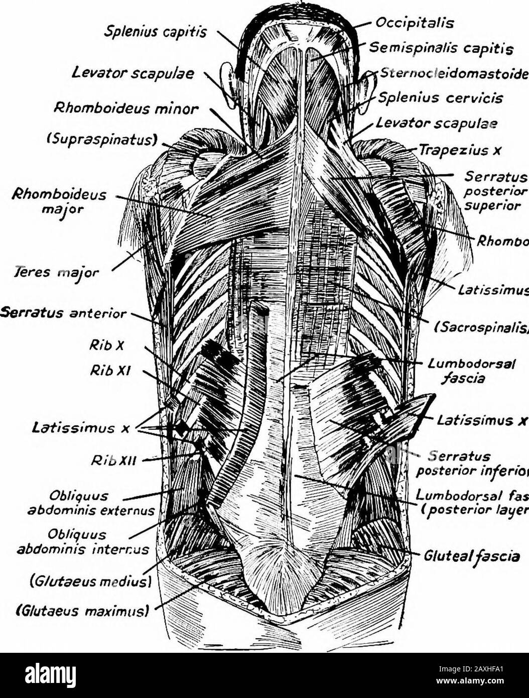 Un manuel d'anatomie . Nerf scapulaire dorsal du plexus brachial (cinquième plus). Troisième COUCHE le supérieur de M. serratus posticus provient des ligamentamnuchas et des épines du septième col de l'utérus et des trois premières thoracicvertèbres. Il est inséré dans les deuxième, troisième, quatrième et cinquième pays. Le M. serratus posticus inférieur provient du lumbosacral LES MUSCLES DU FASCIA ARRIÈRE 163 attachés aux deux dernières épines thoraciques et les deux premières épines lombaire; après un cours horizontal, il est inséré dans les quatre dernières côtes. Actions.—Extenseurs de la colonne vertébrale et des jmisclesaccessoires de la respiration. Banque D'Images
