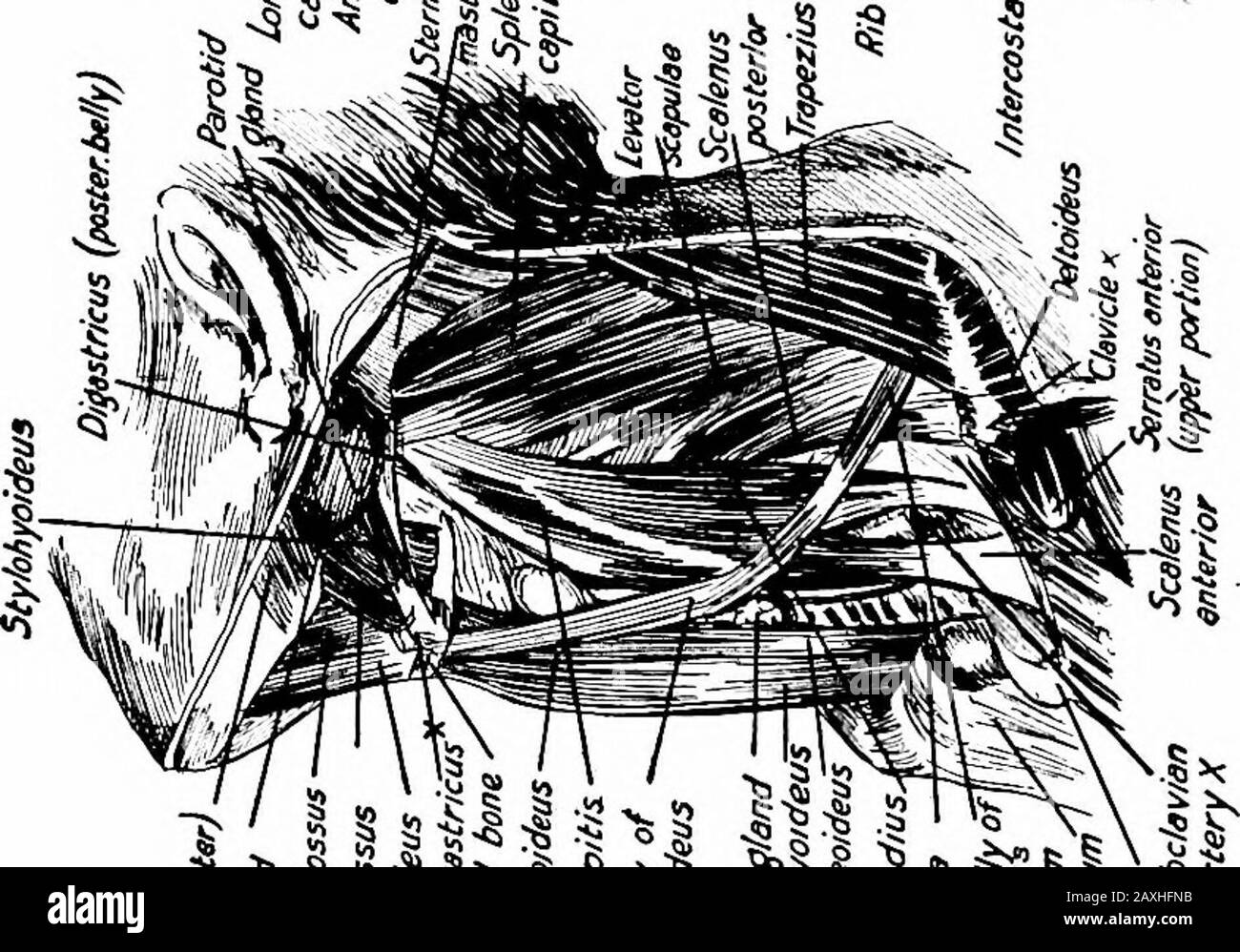 Un manuel d'anatomie . .^,^2. A 1 — ^ S -- o ^ -C A ^ B f^ h TJ?^ i &gt;- vertèbres. Il est inséré dans le tubercle scalène et la crête de la première nervure. Le M. scalenus medius provient des tubercules postérieurs des processus transversaux de l6o MYOLOGY des six vertèbres cervicales inférieures et est inséré dans la première dorsale de la nervure à la rainure sous-clavière. Le M. scalenus postérieur provient des tubercules postérieurs des processus transversaux des quatrième, cinquième et sixième côtes et est inséré dans la surface latérale de la deuxième nervure. Actions.—flexion latérale de la colonne vertébrale et accès Banque D'Images