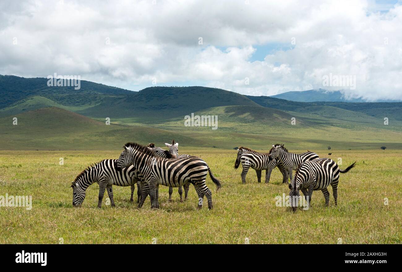 Troupeau zébré dans le cratère de Ngorongoro Banque D'Images