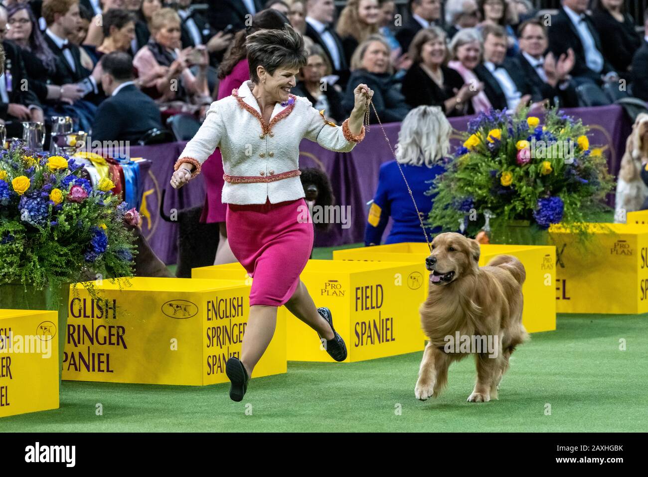 New York, États-Unis. 11 février 2020. Le Handler Karen Mammano garde les yeux sur son Golden Retriever « Diel » lors de l'événement final du 144ème spectacle de chiens du Westminster Kennel Club dans le Madison Square Garden de New York. Daniel avait remporté le Sporting Group et était un favori évident de la foule de acclamations, mais n'a pas remporté le meilleur du spectacle. Crédit: Enrique Shore/Alay Live News Banque D'Images