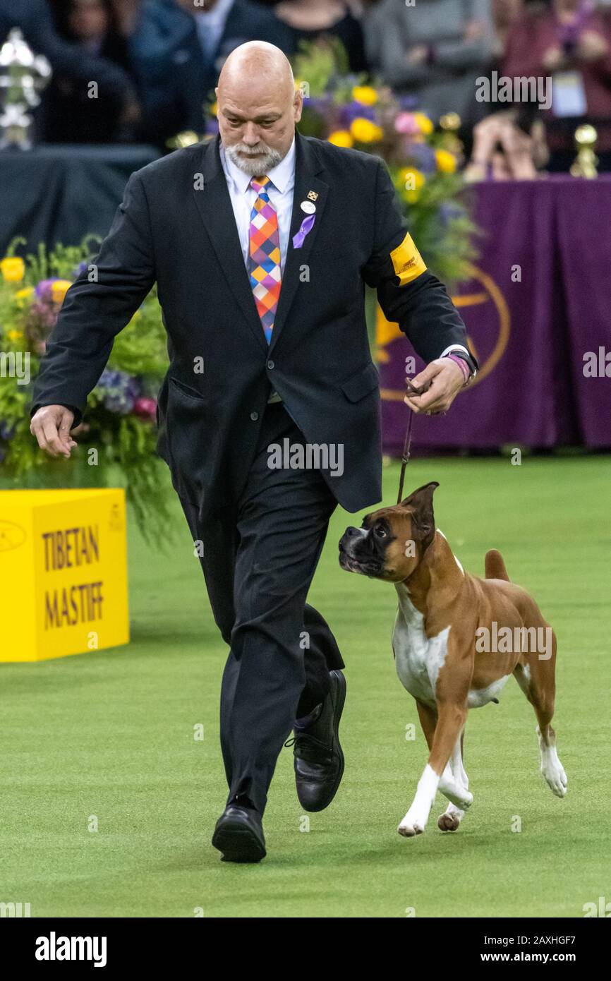 New York, États-Unis. 11 février 2020. Le maître Michael Shepherd dirige Wilma de boxer pour remporter le groupe de travail lors du 144ème spectacle de chiens du Westminster Kennel Club dans le Madison Square Garden de New York. Wilma avait auparavant remporté le titre meilleur de Breed. Crédit: Enrique Shore/Alay Live News Banque D'Images