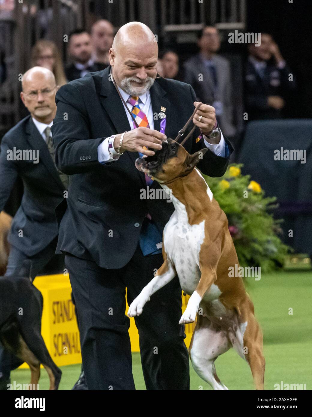 New York, États-Unis. 11 février 2020. Le Handler Michael Shepherd célèbre avec Wilma de boxer après avoir remporté le groupe de travail lors du 144ème spectacle de chiens Westminster Kennel Club dans le Madison Square Garden de New York. Wilma avait auparavant remporté le titre meilleur de Breed. Crédit: Enrique Shore/Alay Live News Banque D'Images