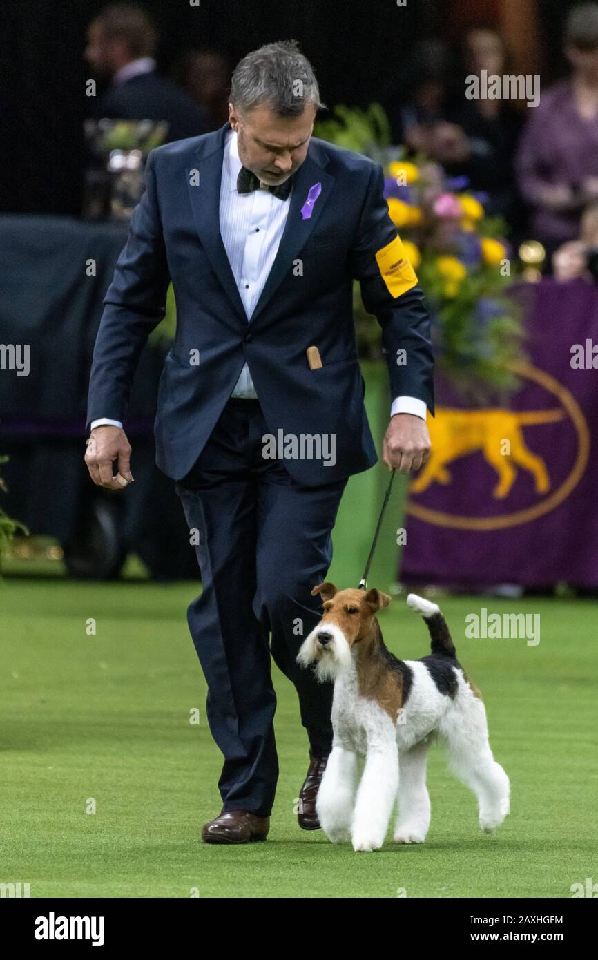 New York, États-Unis. 11 février 2020. Le Handler Robert Carusi rivalise avec son terrier de renard à fil nommé Vinny lors du 144ème spectacle de chien du Westminster Kennel Club dans le Madison Square Garden de New York. Vinny a remporté la catégorie du groupe Terrier pour passer à la finale. Crédit: Enrique Shore/Alay Live News Banque D'Images