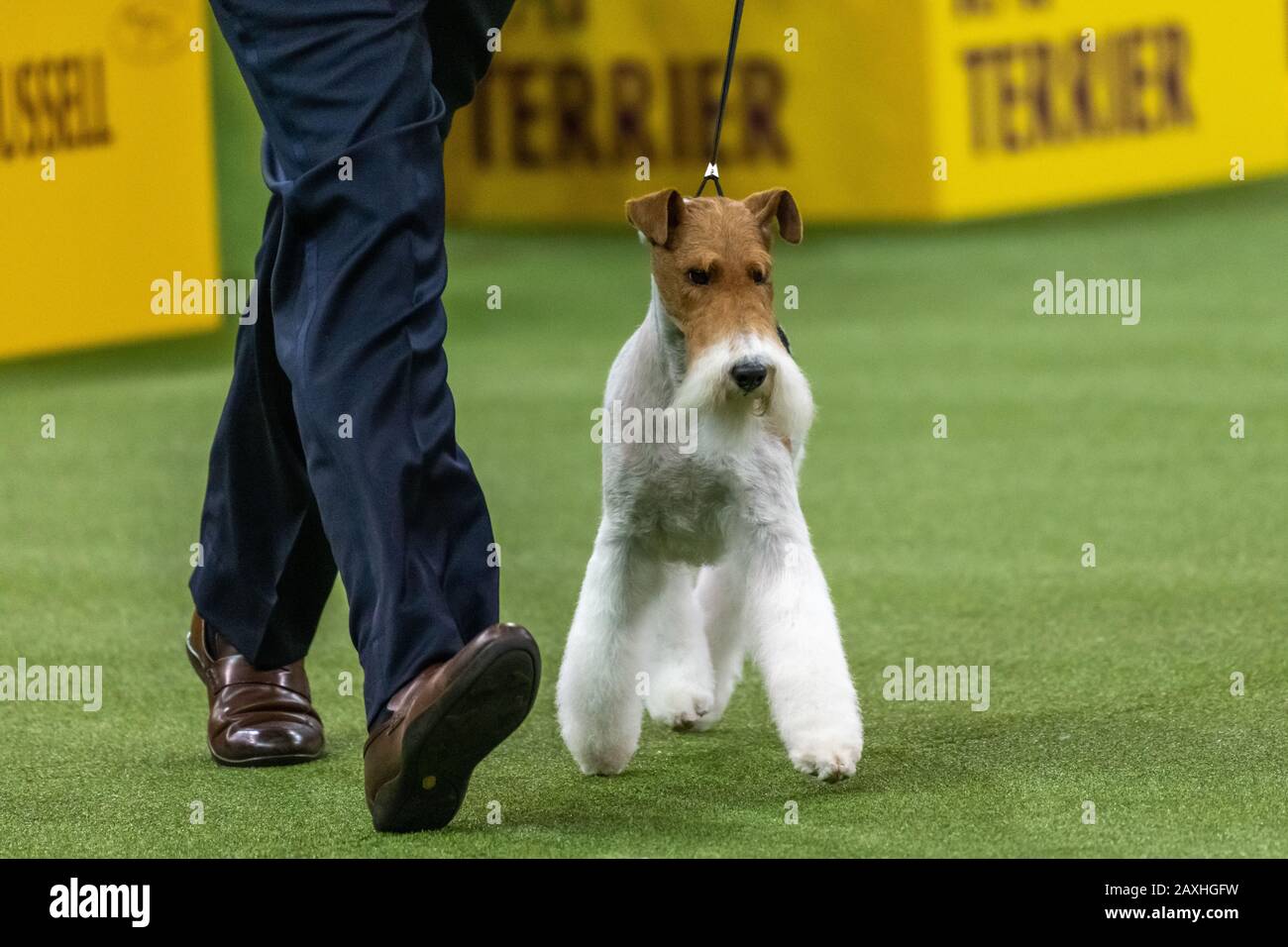 New York, États-Unis. 11 février 2020. Le Handler Robert Carusi guide son terrier de renard de fil nommé Vinny lors du 144ème spectacle de chien du Westminster Kennel Club dans le Madison Square Garden de New York. Vinny a remporté la catégorie du groupe Terrier pour passer à la finale. Crédit: Enrique Shore/Alay Live News Banque D'Images