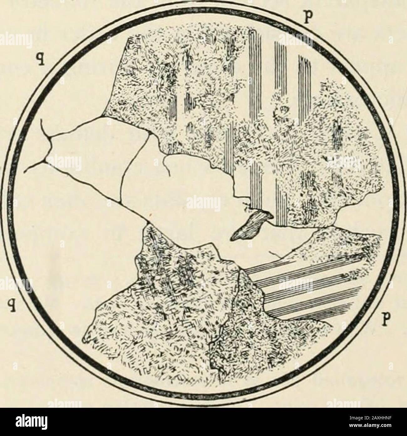 Minéraux dans les sections de roches; les méthodes pratiques d'identification des minéraux dans les sections de roches au microscope, spécialement organisées pour les élèves dans les écoles techniques et scientifiques . Fig. 4. — cristal d'augite idiomorphique dans le camptonite. La section est sur environ à droite par rapport à l'axe vertical c, et montre les clivages qui s'entrecroisent parallèlement au prismes de l'Ob 87°. Keene Valley, N. Y. de plusieurs sections du même minéral et par une mesure des angles, il est possible de déterminer les formes cristallo-graphiques communes du minéral. Des contours très trompeurs peuvent cependant être observés, comme pour l'examen Banque D'Images